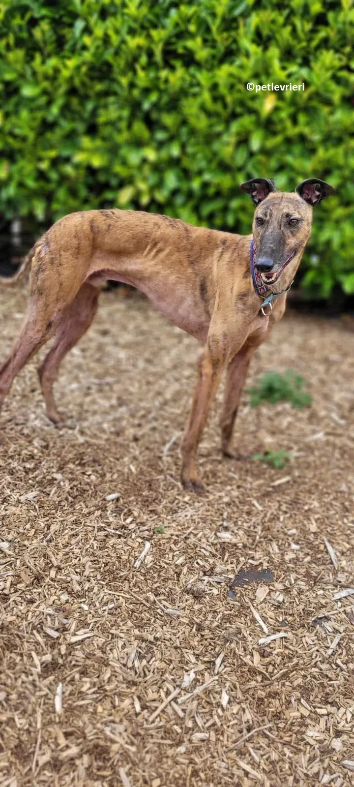 Raffle adozione levriero greyhound 5