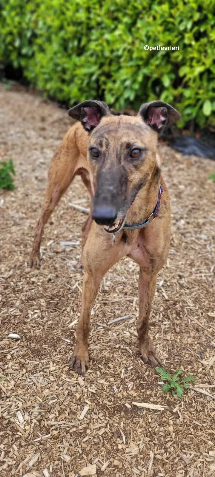 Raffle adozione levriero greyhound 6