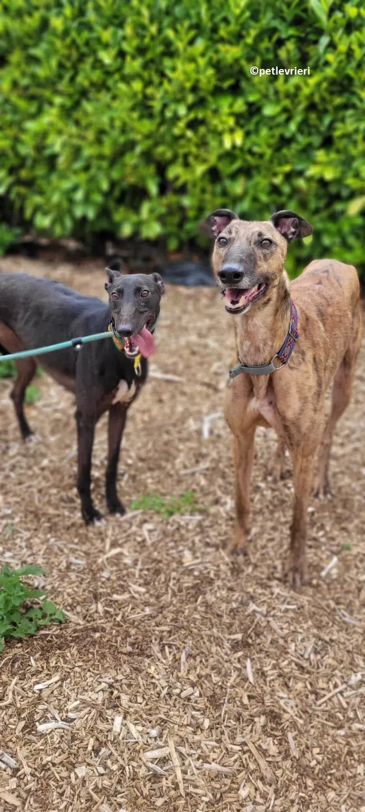 Raffle adozione levriero greyhound 7