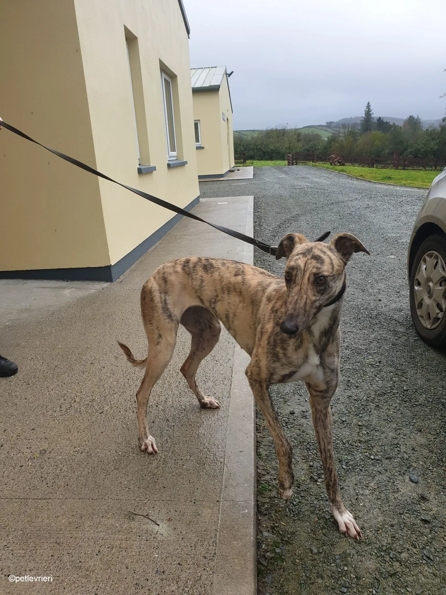 Rahina adozione levrieri greyhound 1