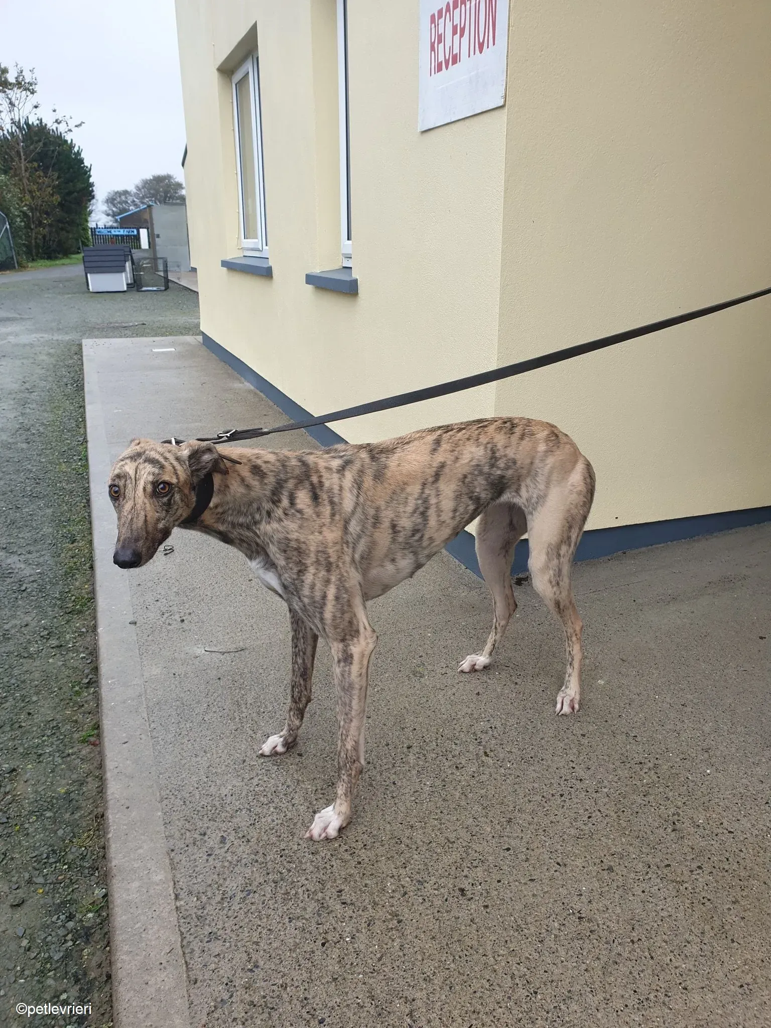 Rahina adozione levrieri greyhound 2