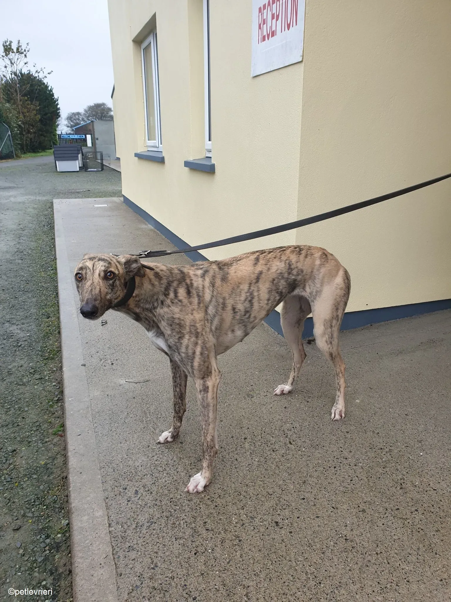 Rahina adozione levrieri greyhound 3