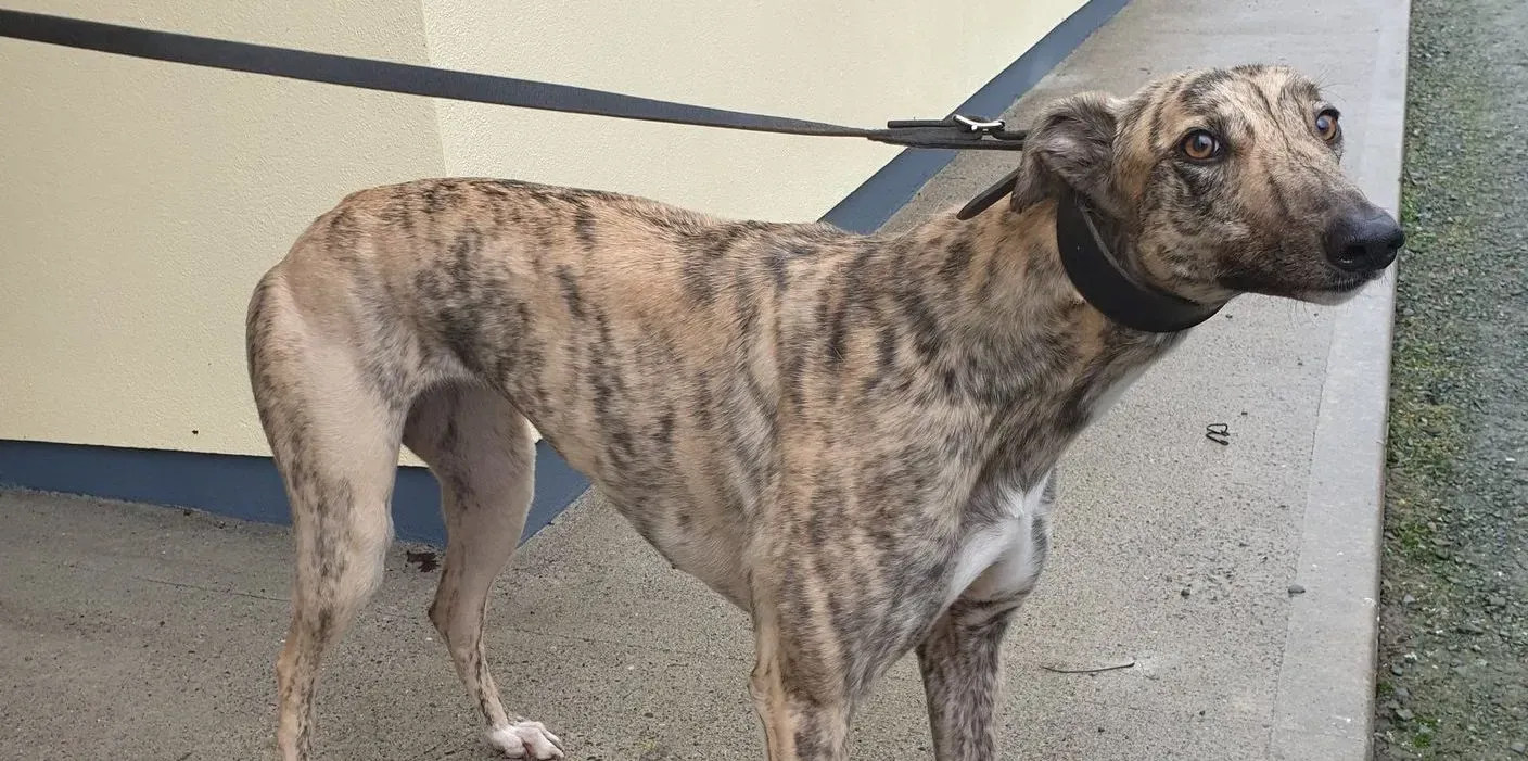 Rahina adozione levrieri greyhound 4 e1603222898360