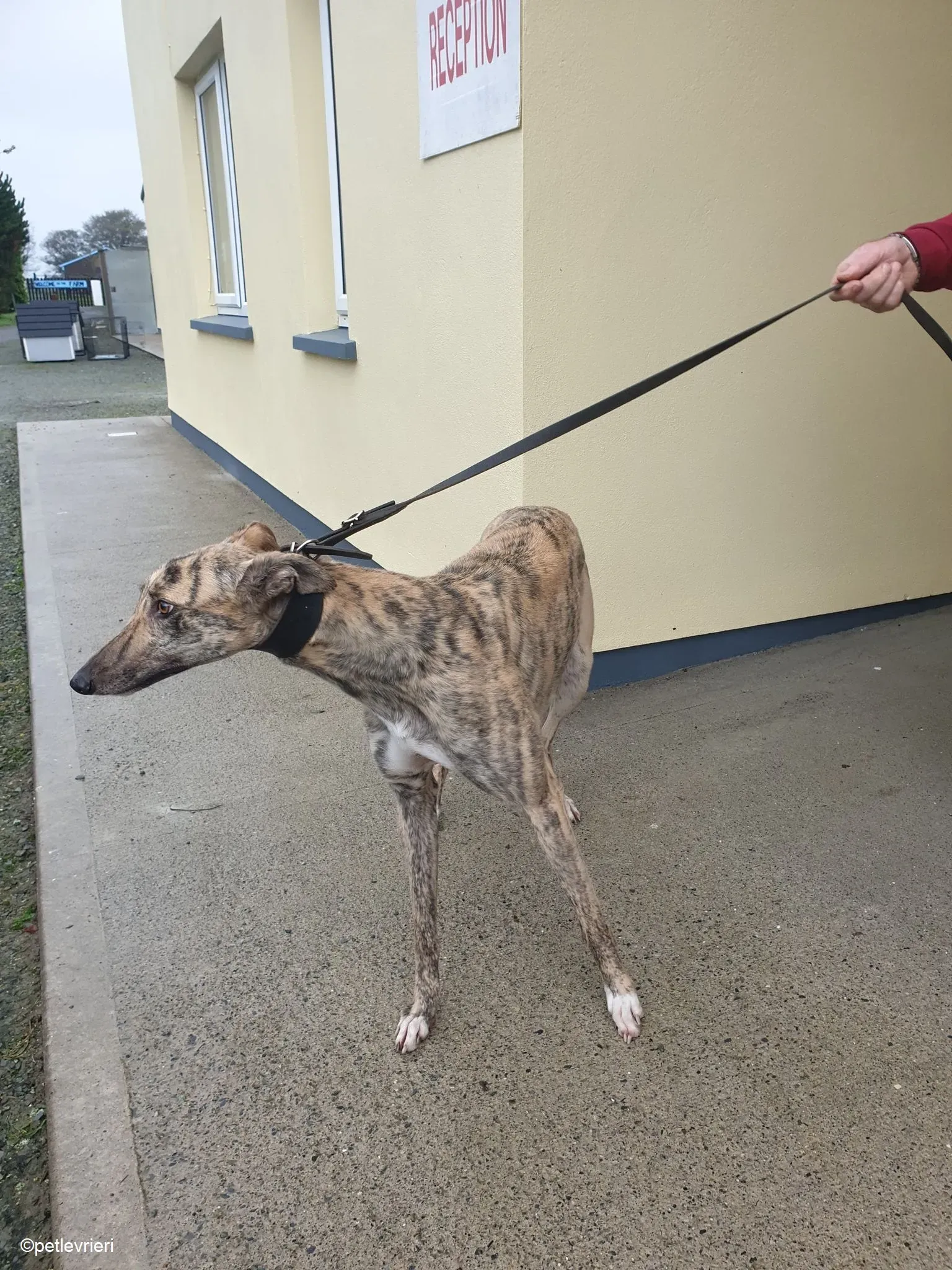 Rahina adozione levrieri greyhound 5