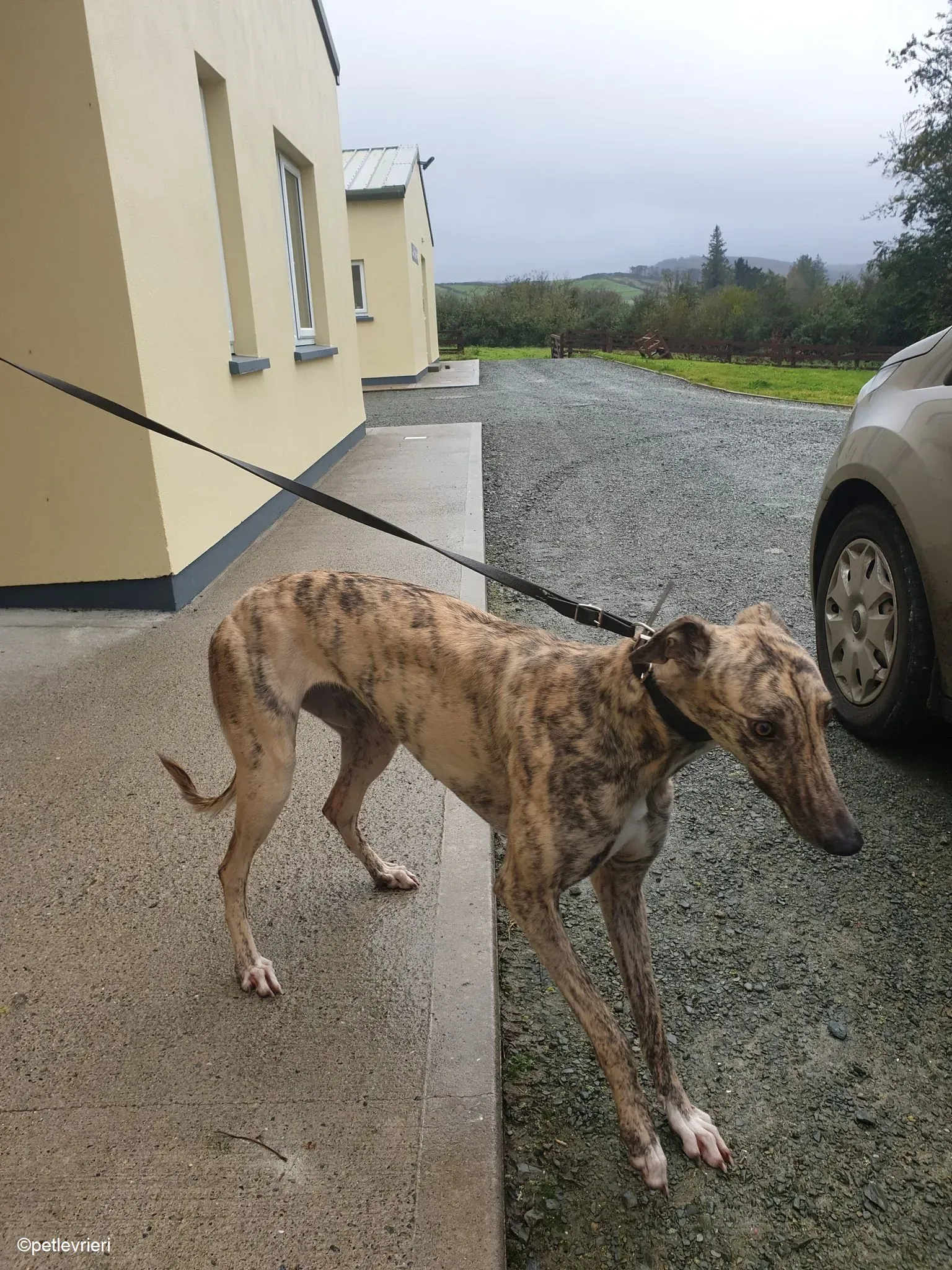 Rahina adozione levrieri greyhound 6