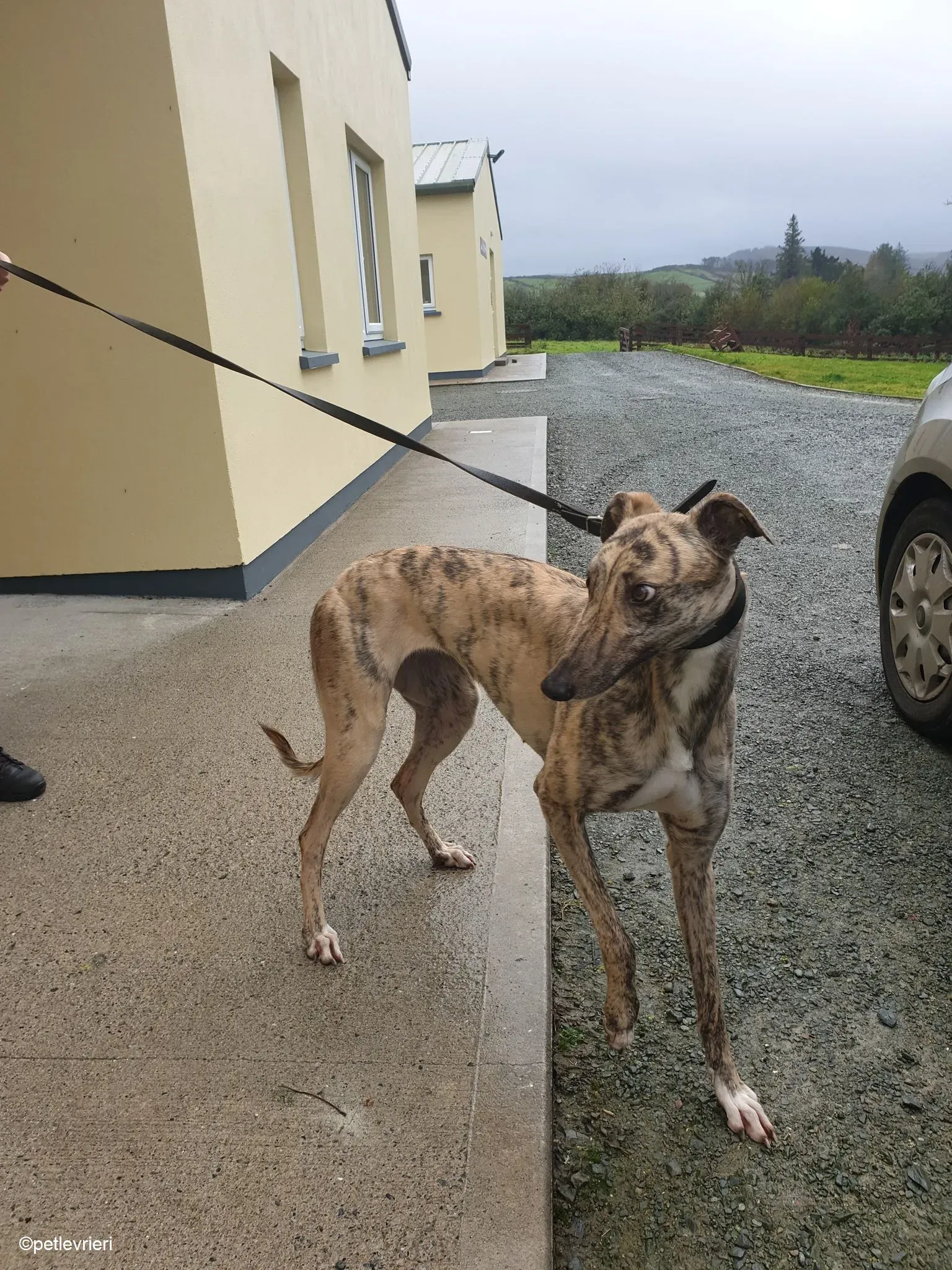 Rahina adozione levrieri greyhound 7