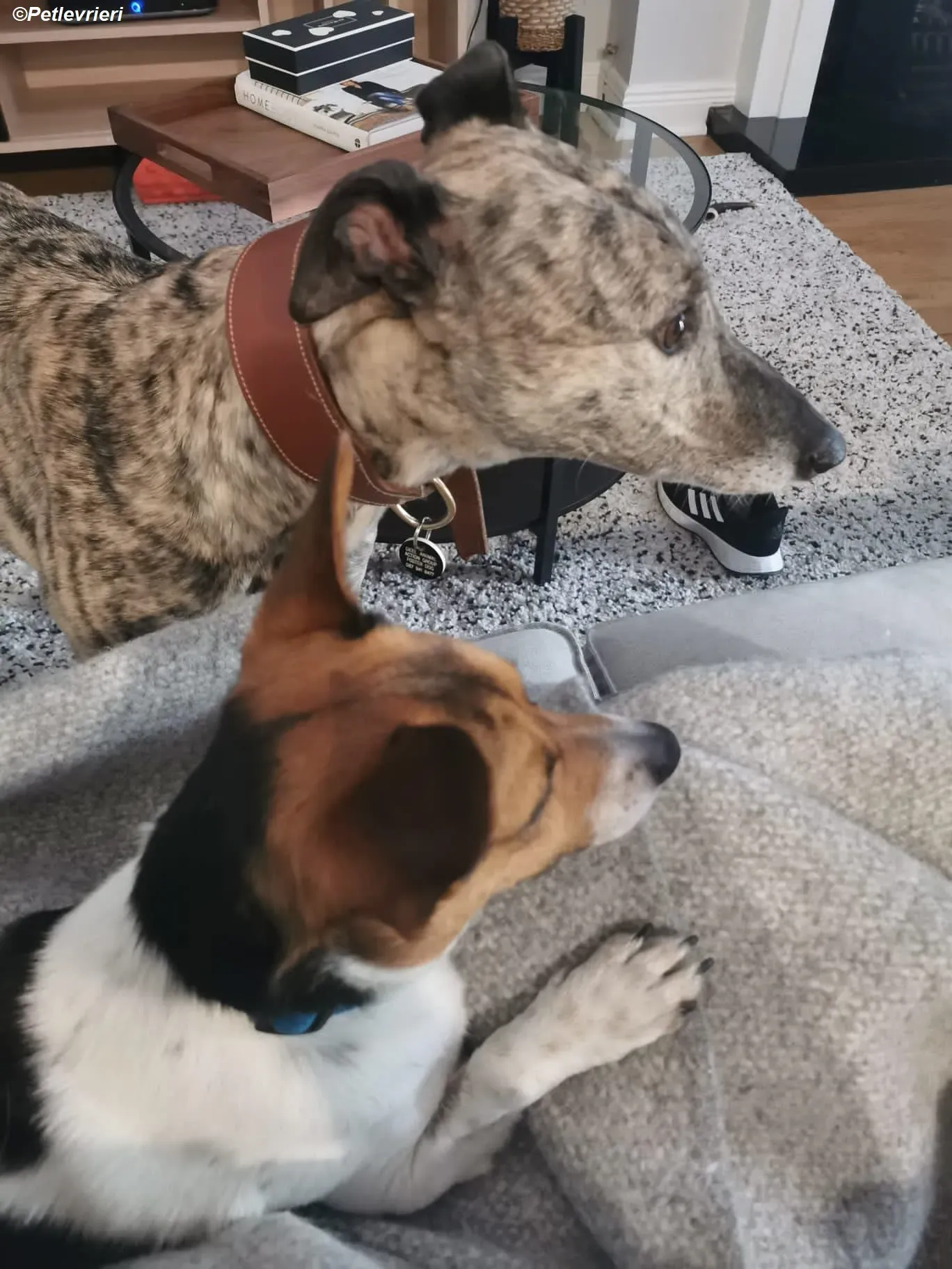 Rainne adozione levrieri greyhound 1 1