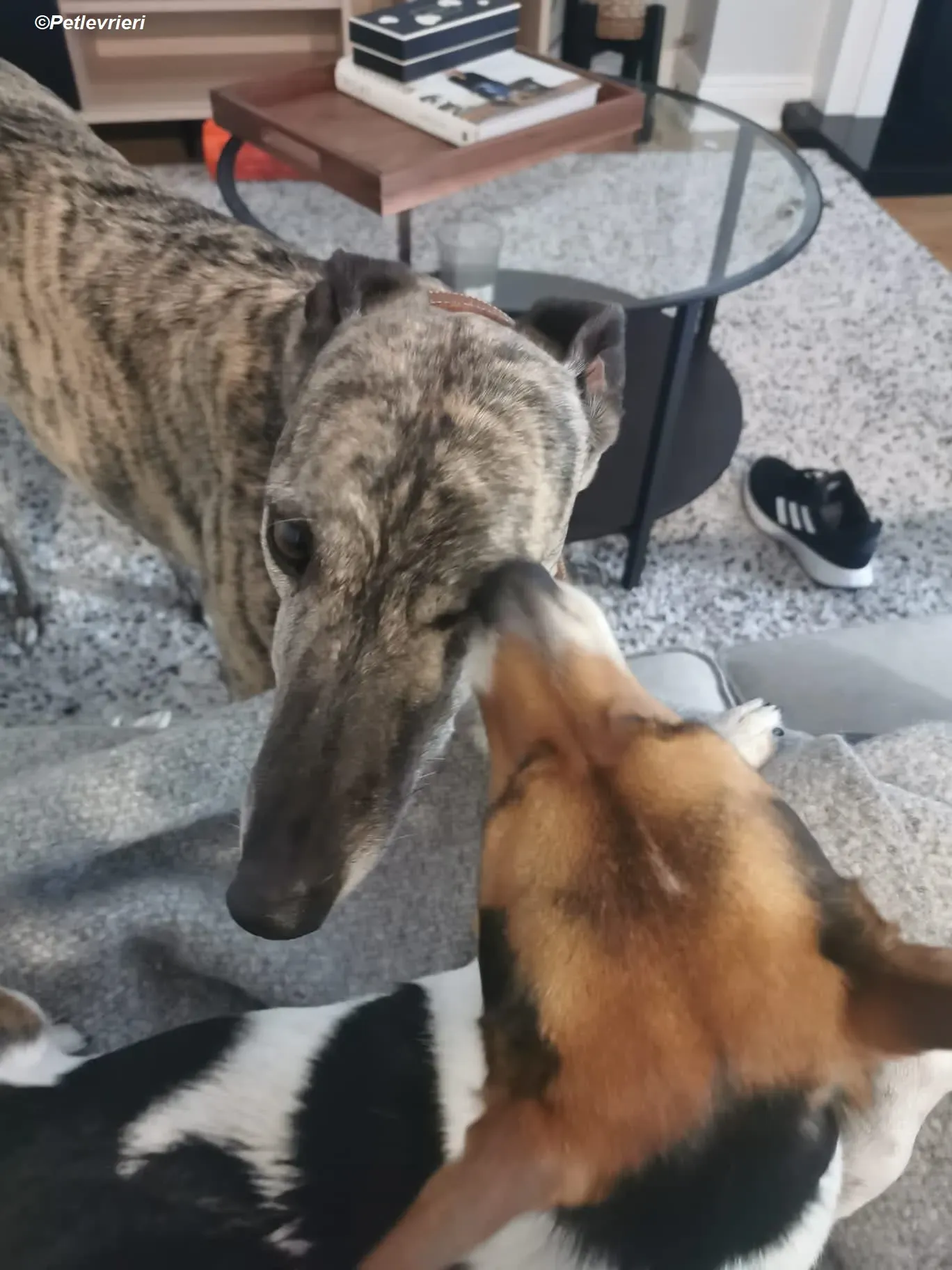 Rainne adozione levrieri greyhound 2 1