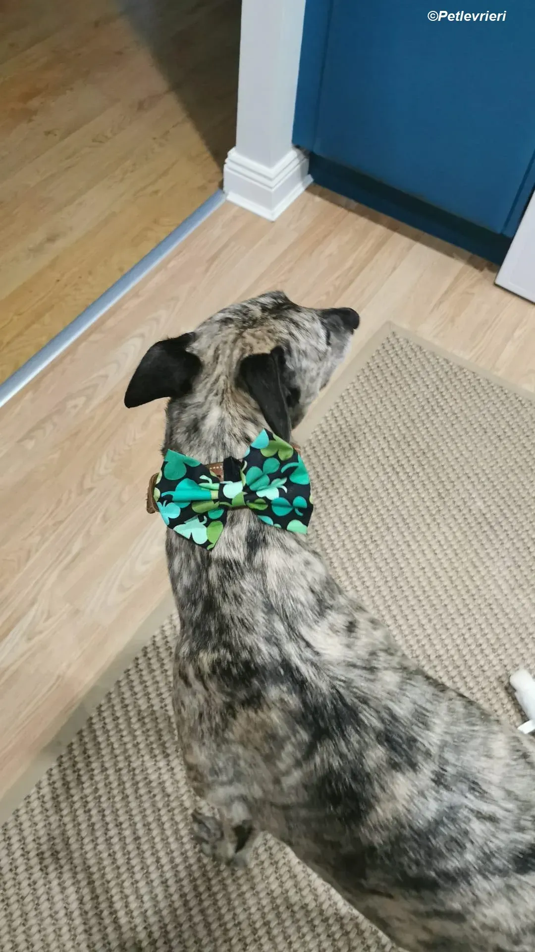 Rainne adozione levrieri greyhound 3 1