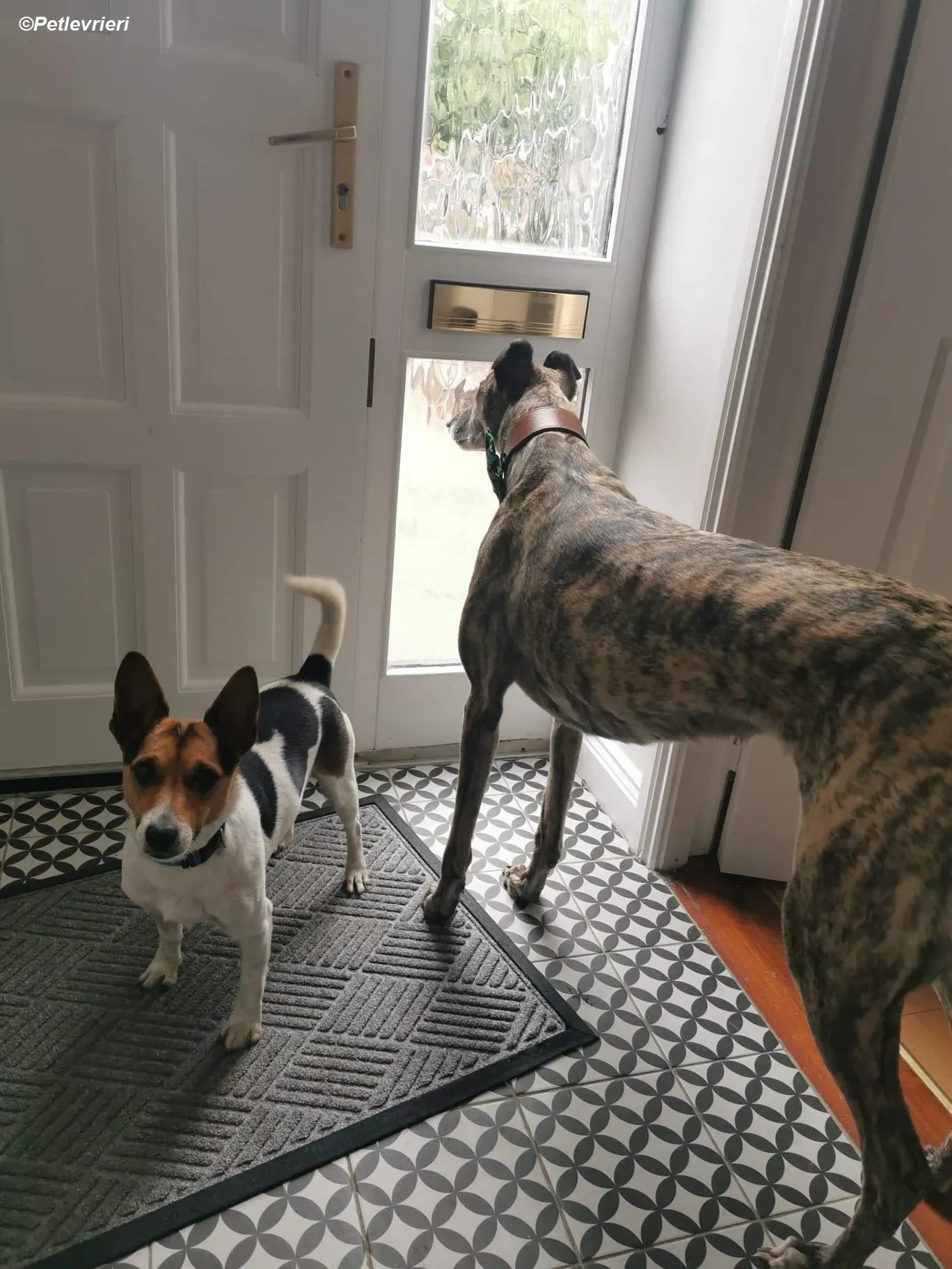 Rainne adozione levrieri greyhound 4 1