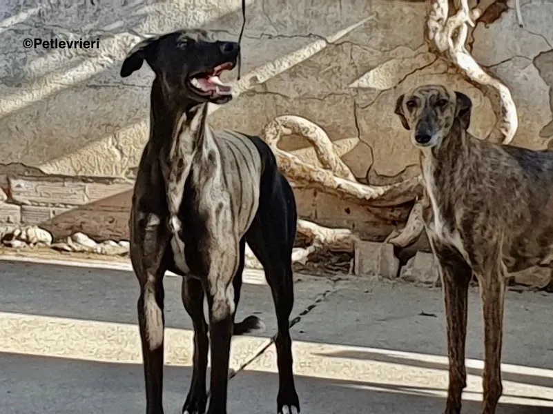 Rambo Churo adozione levrieri galgo 9