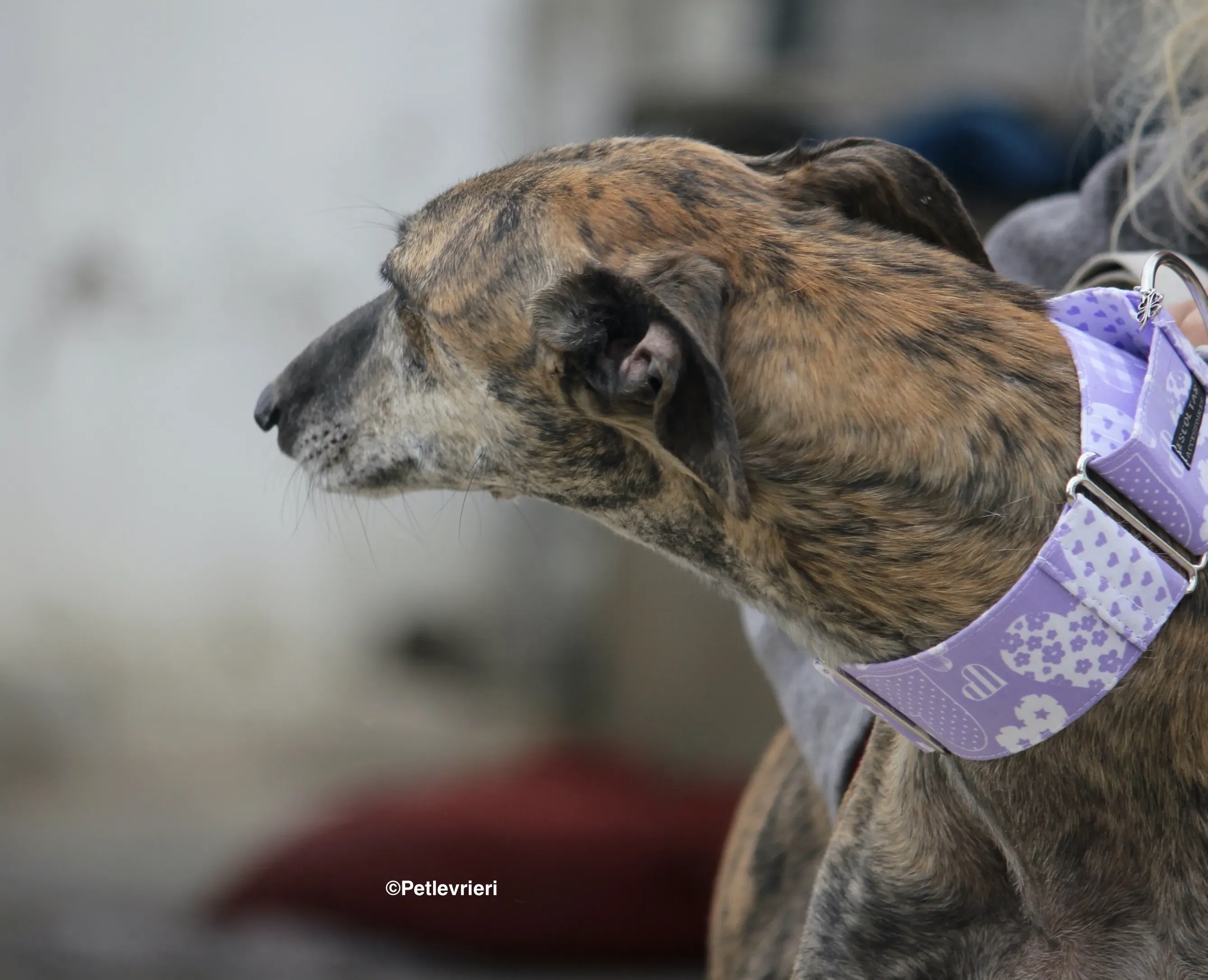 Rambo adozione levrieri galgo 00