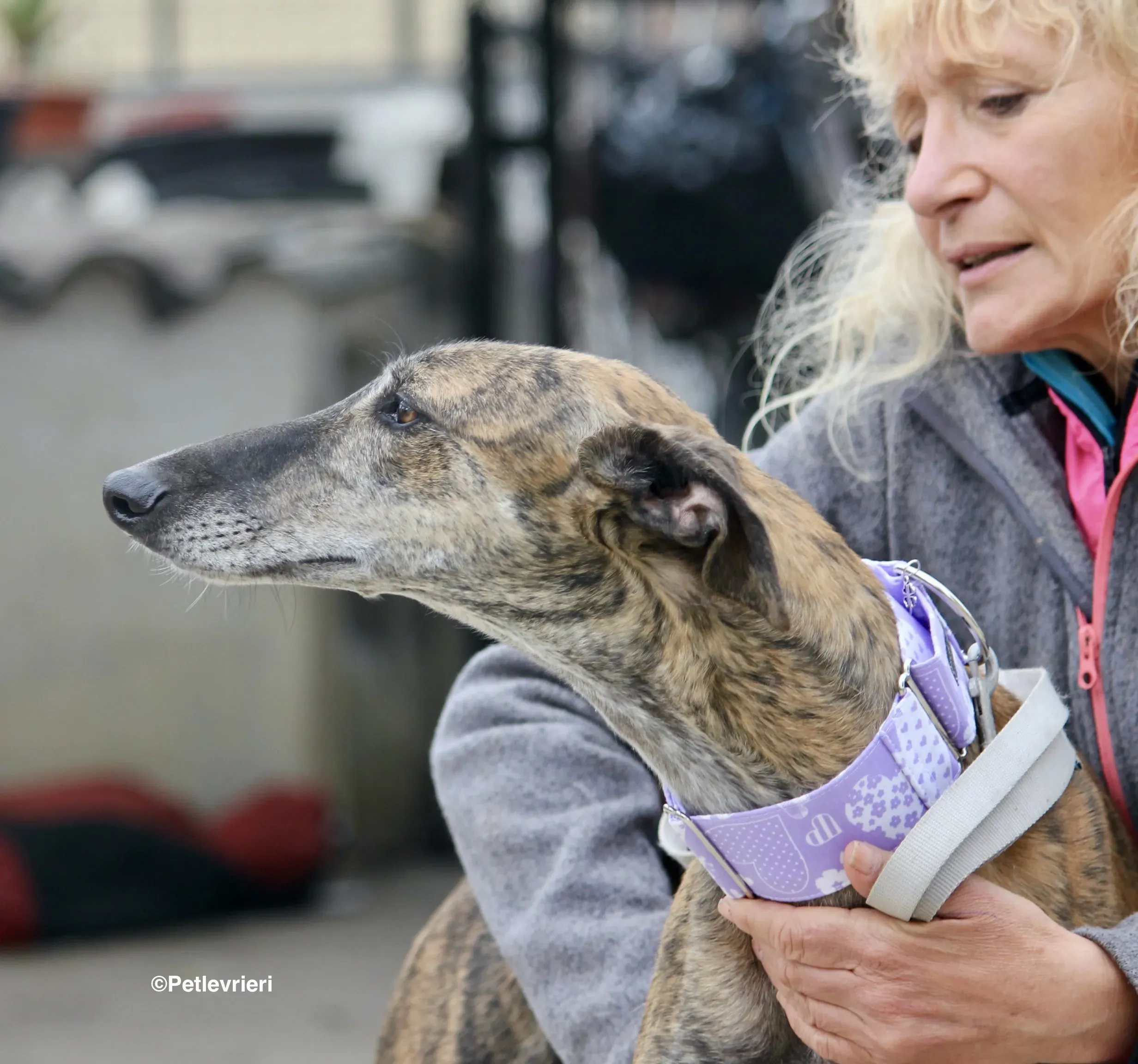 Rambo adozione levrieri galgo 01