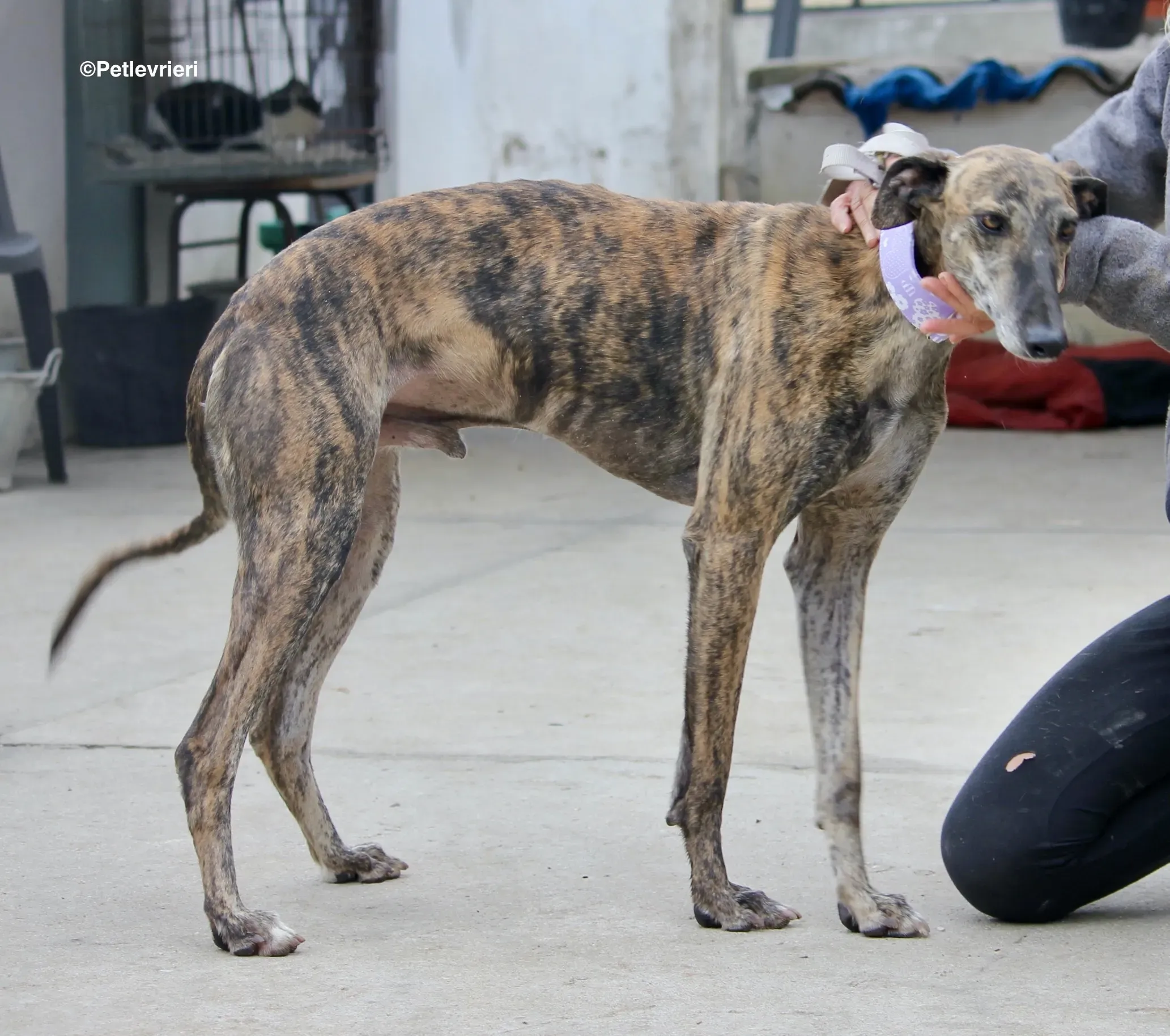 Rambo adozione levrieri galgo 02