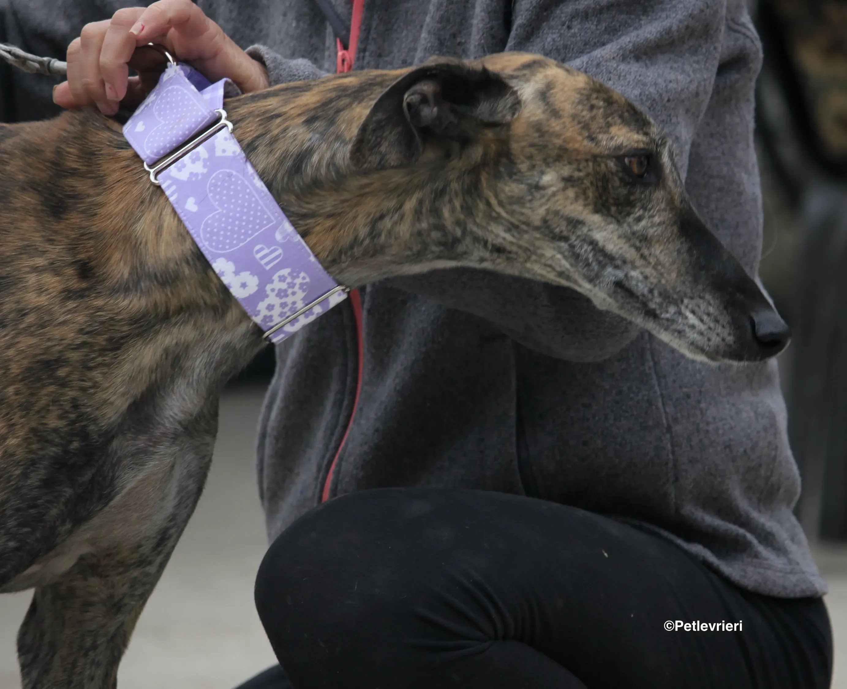 Rambo adozione levrieri galgo 03