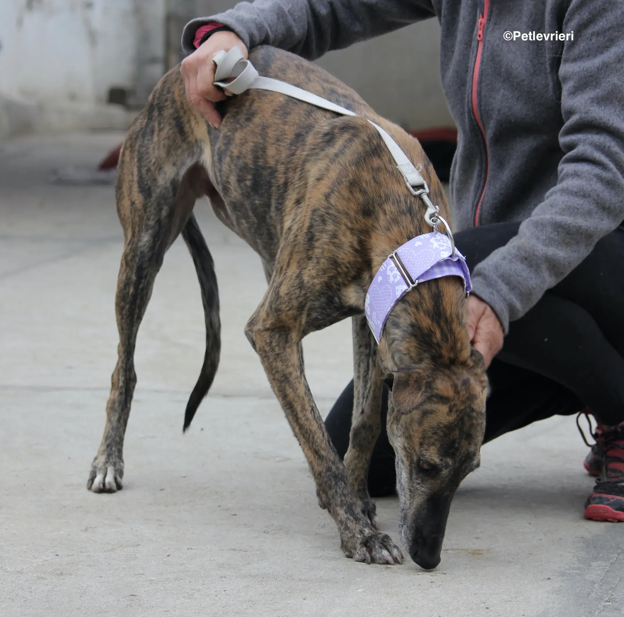 Rambo adozione levrieri galgo 04