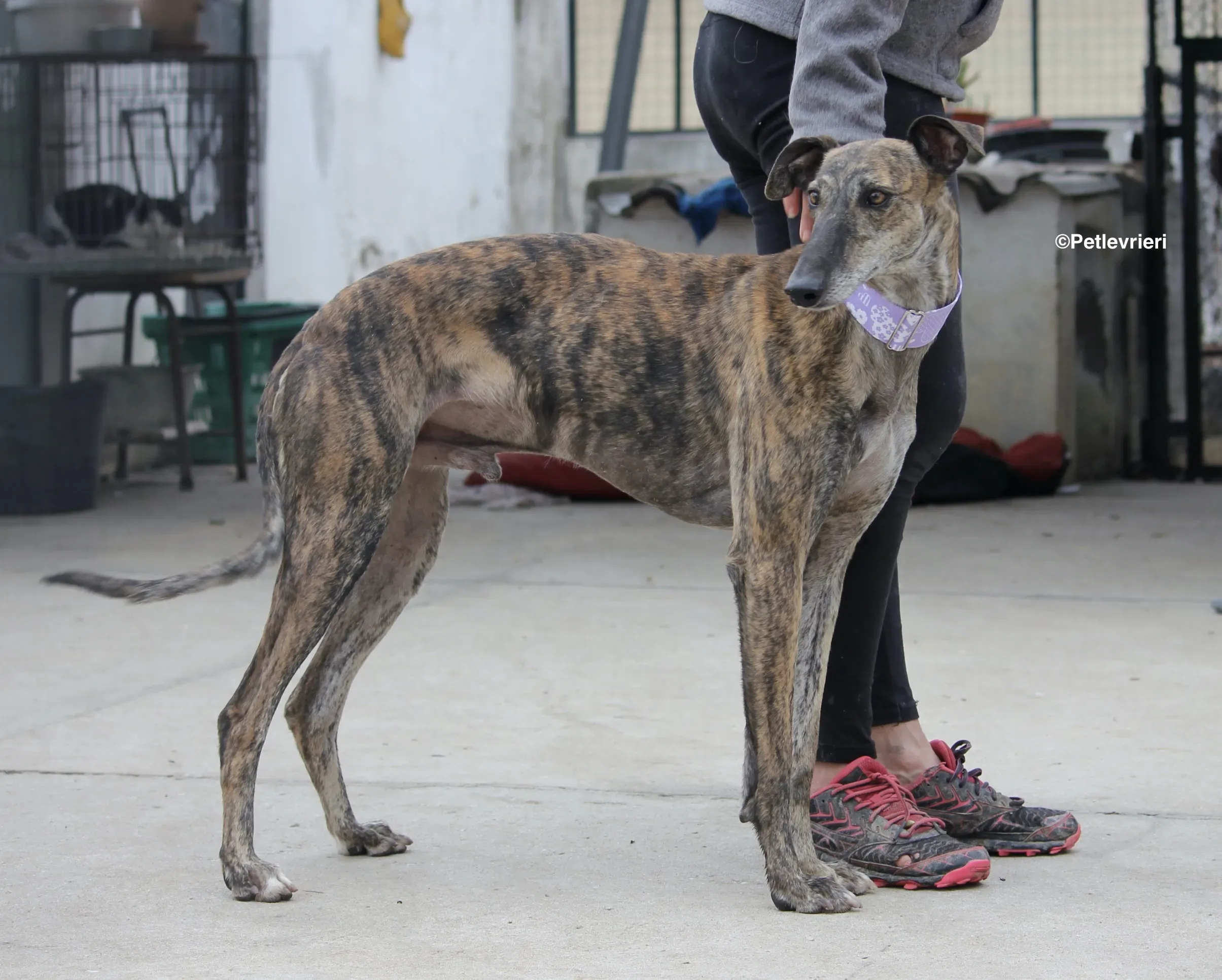 Rambo adozione levrieri galgo 05