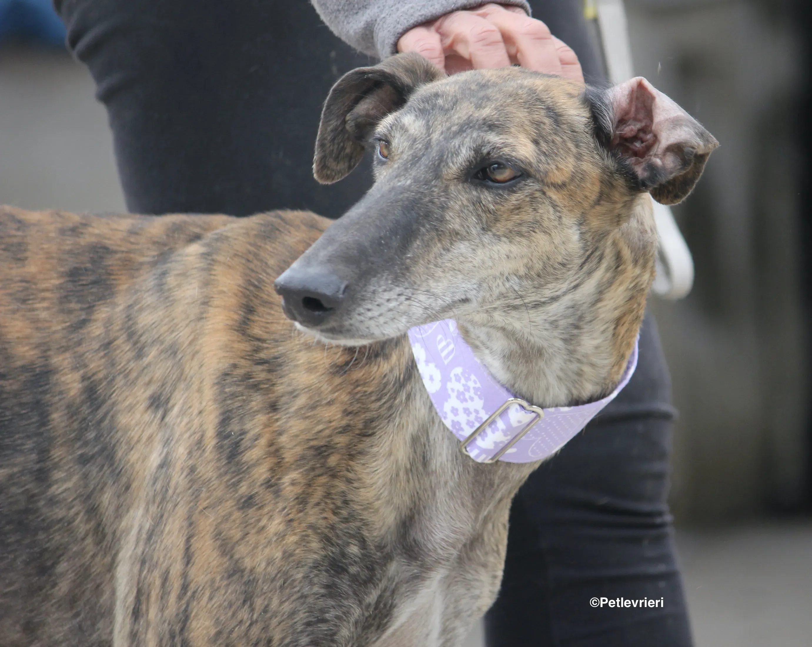 Rambo adozione levrieri galgo 06