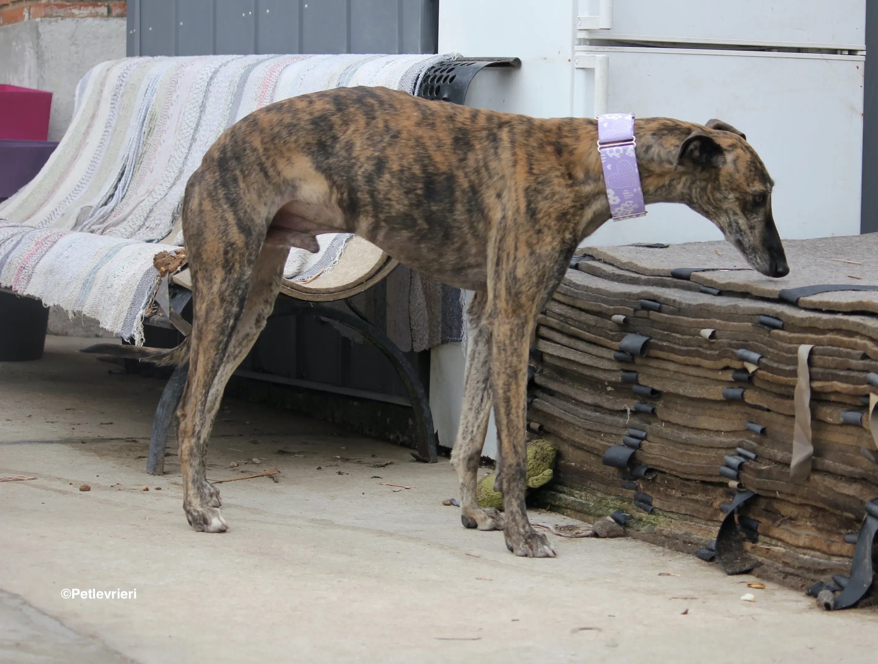 Rambo adozione levrieri galgo 07