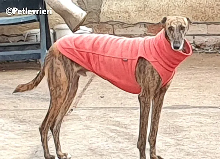 Rambo adozione levrieri galgo 10