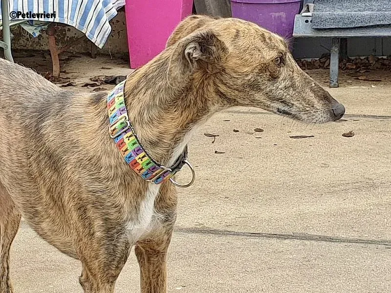 Rambo chip 2965 adozione levrieri galgo