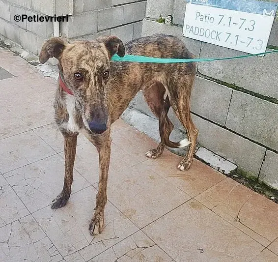 Rambo chip 2965 adozione levrieri galgo 1