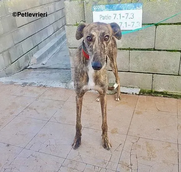 Rambo chip 2965 adozione levrieri galgo 2 2