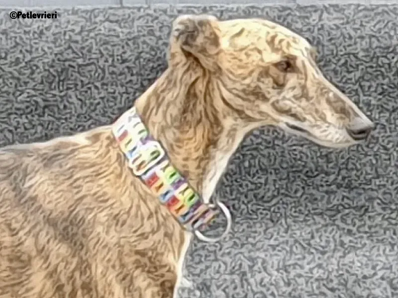 Rambo chip 2965 adozione levrieri galgo 3