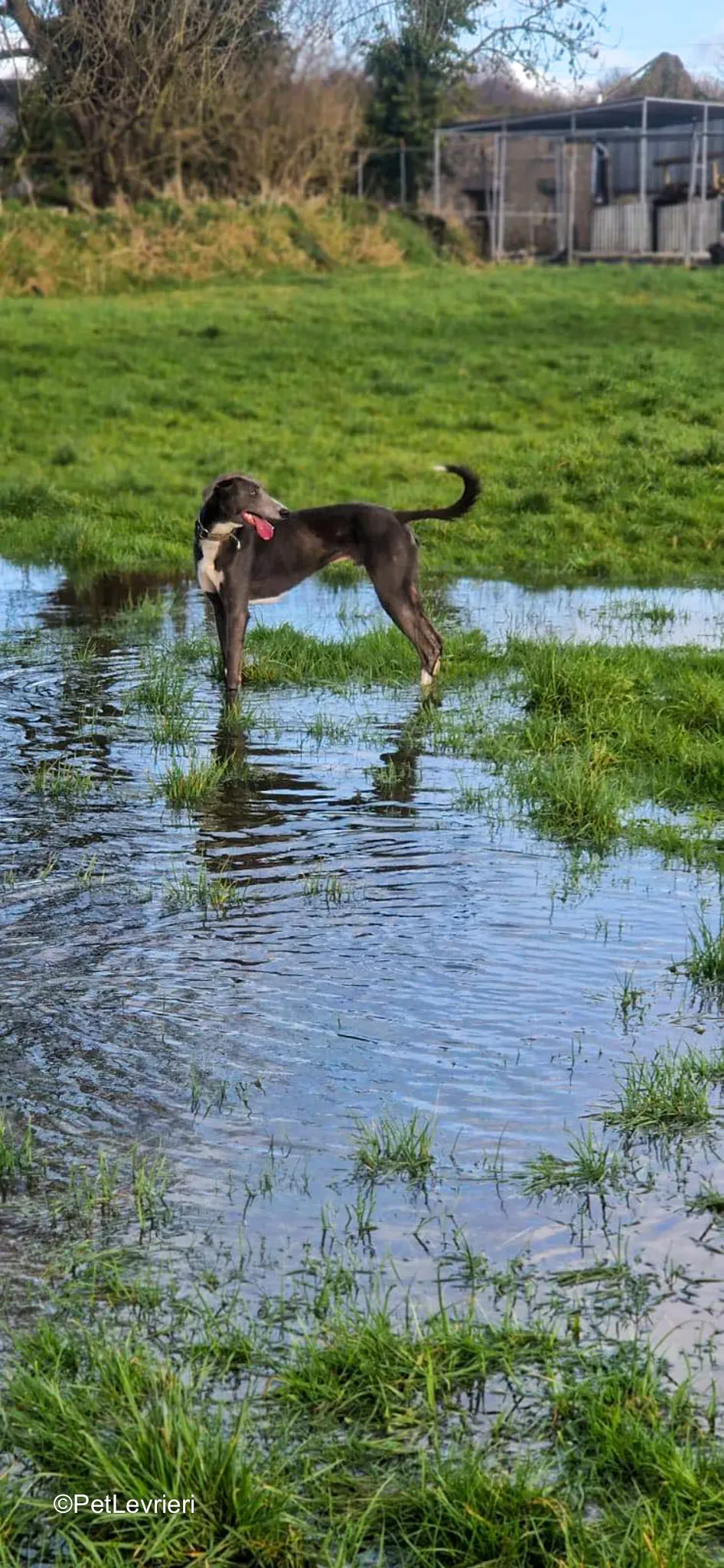 Ransom adozione greyhound 11 2