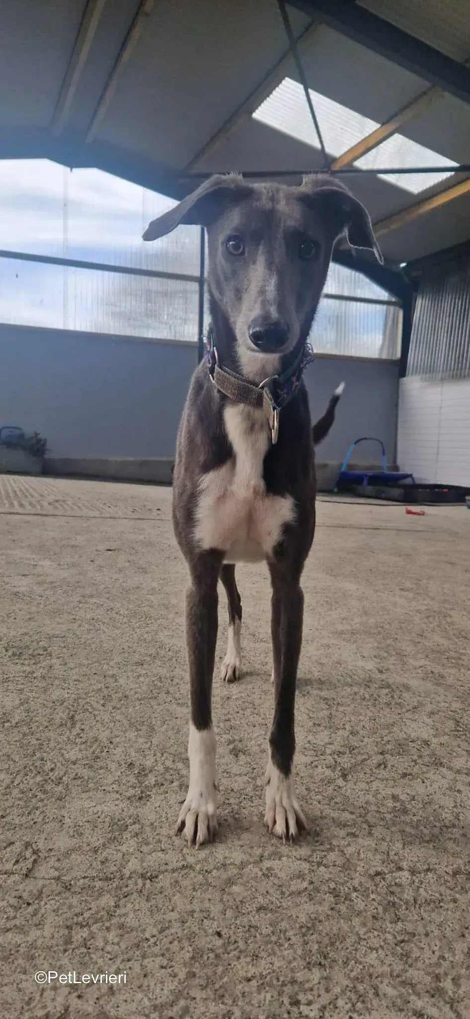 Ransom adozione greyhound 12 2