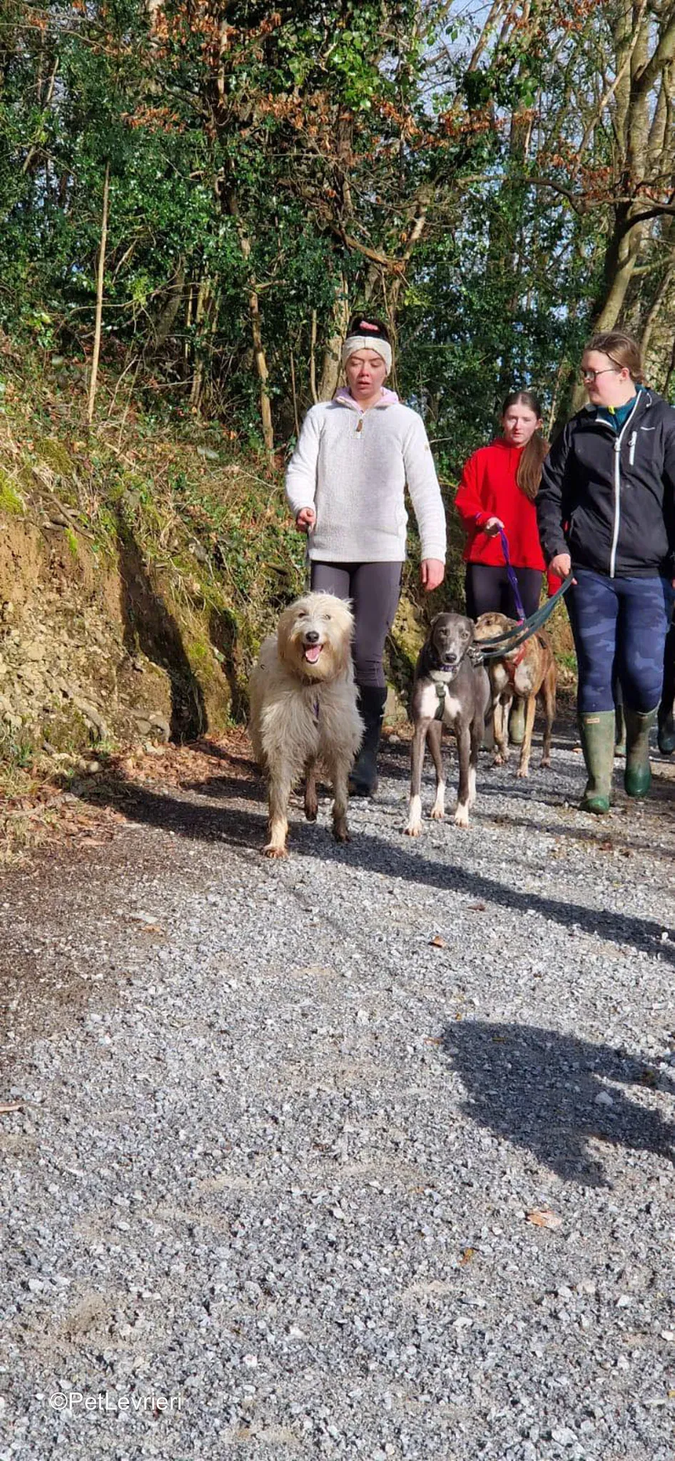 Ransom adozione greyhound 14 2