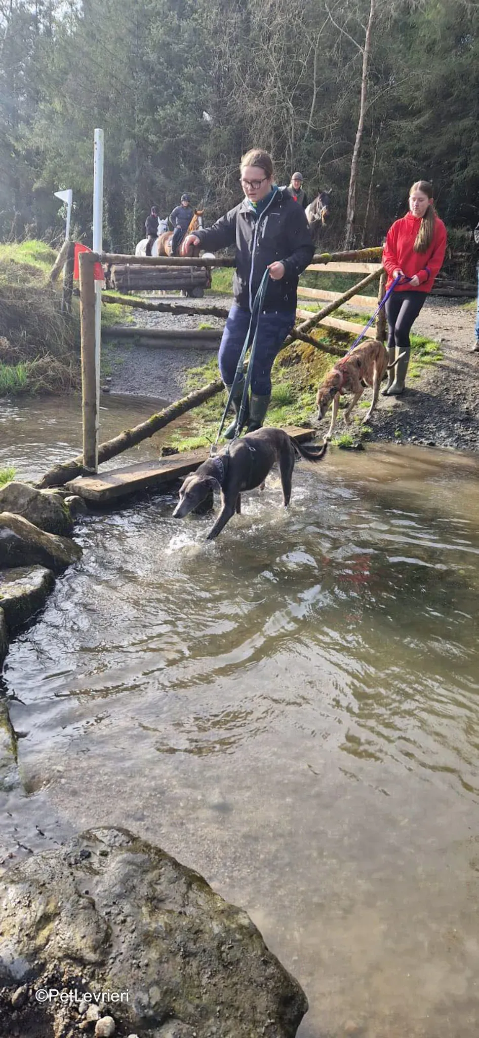 Ransom adozione greyhound 15 2