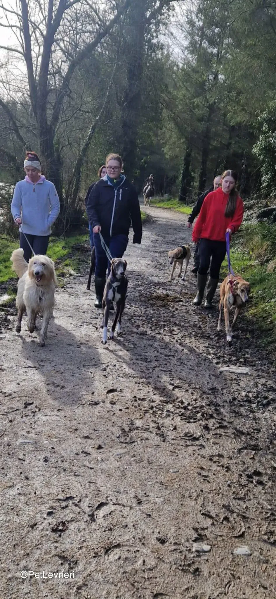 Ransom adozione greyhound 17 2