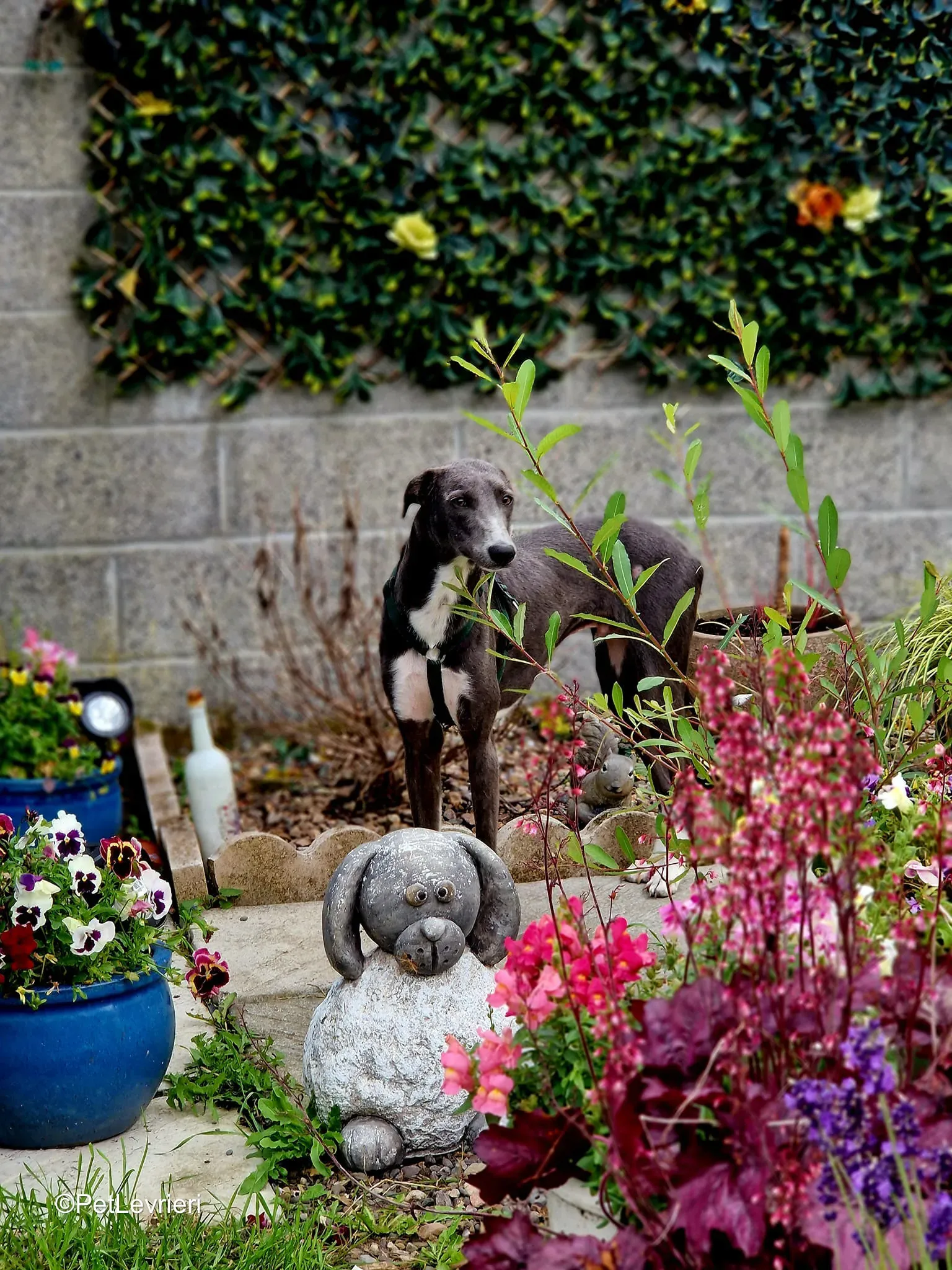 Ransom adozione greyhound 2