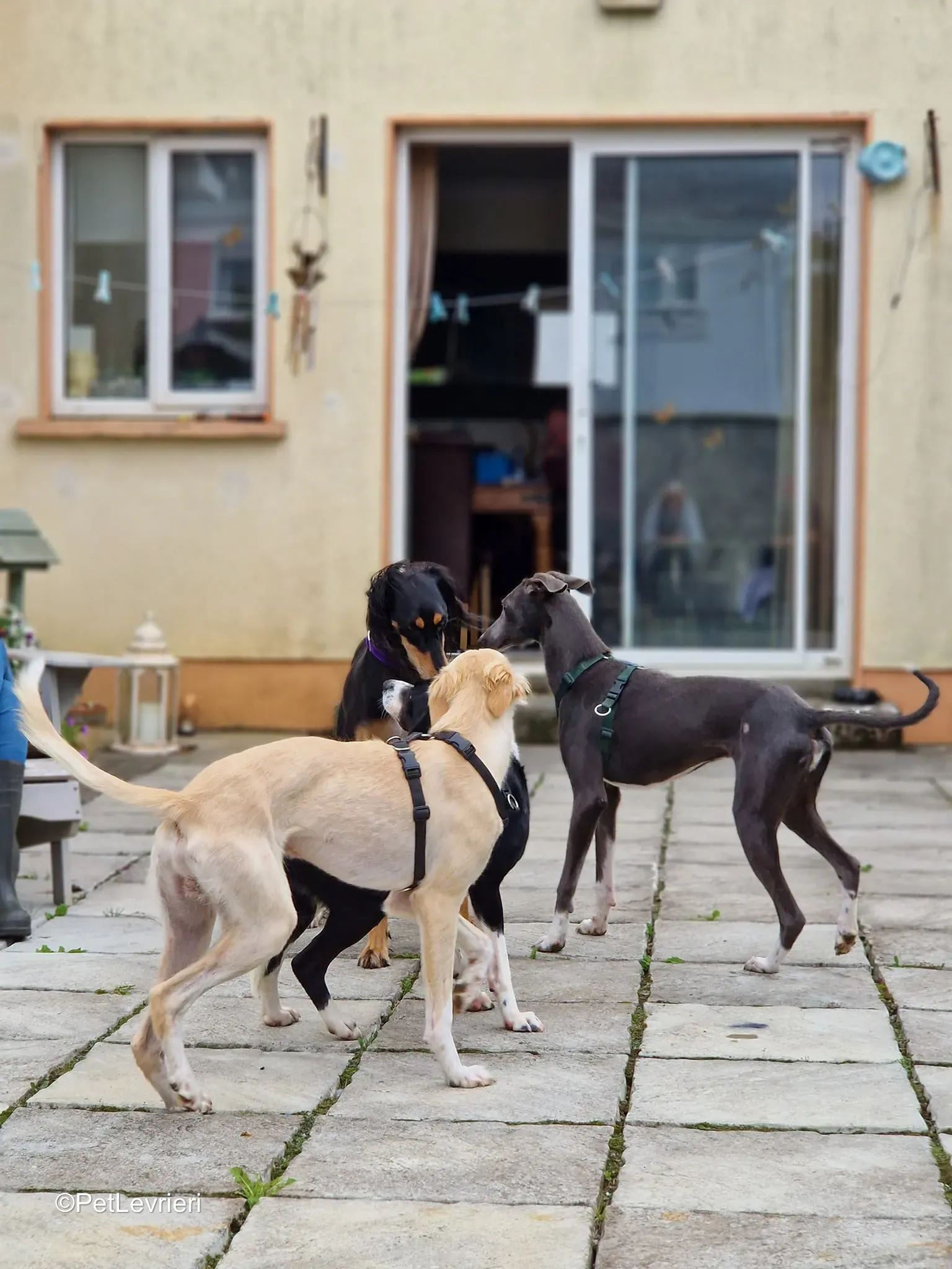 Ransom adozione greyhound 3