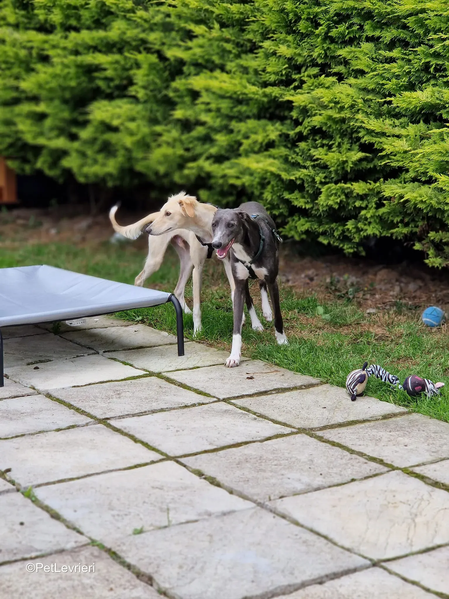 Ransom adozione greyhound 4