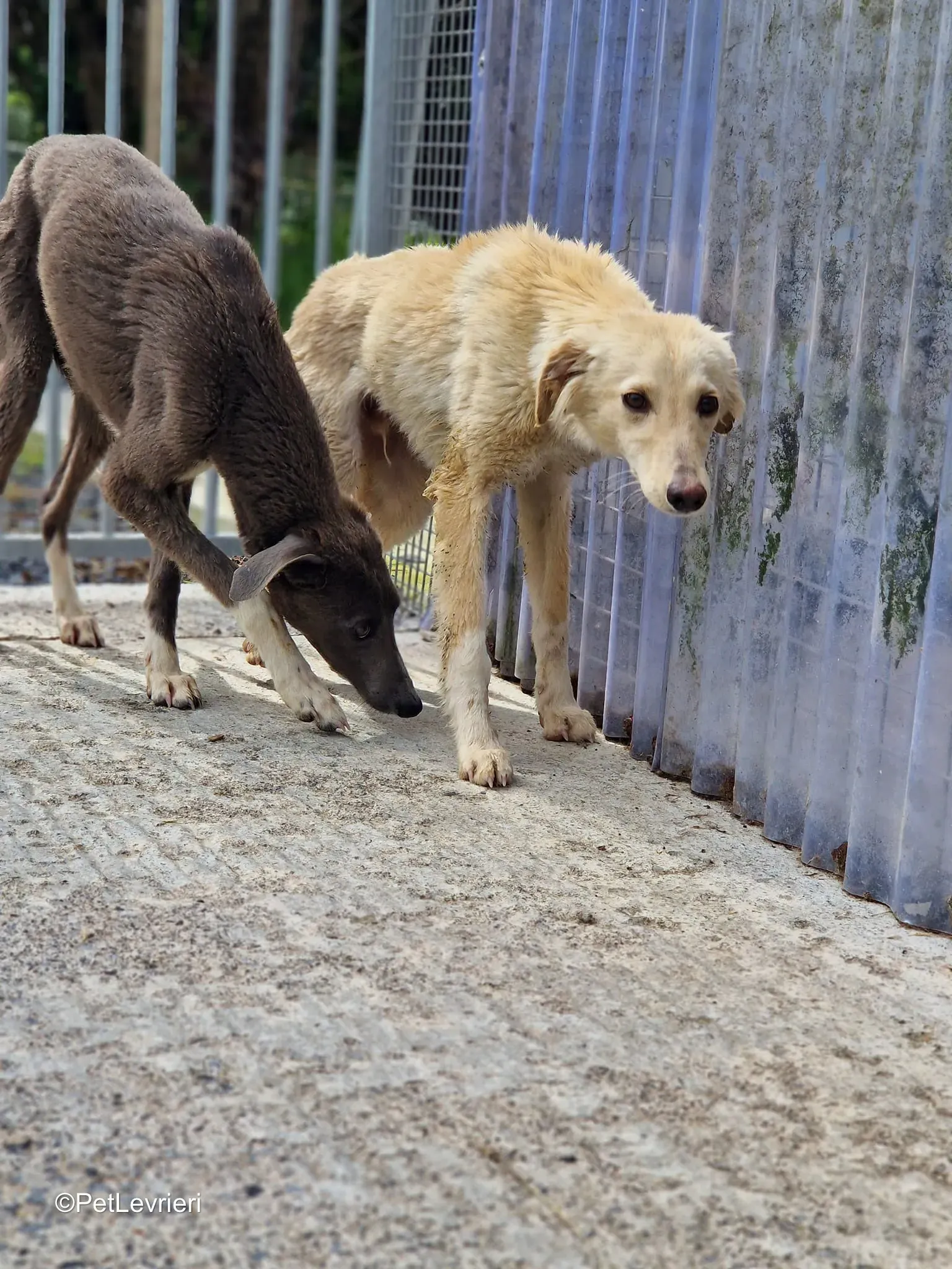 Ransom adozione greyhound 6