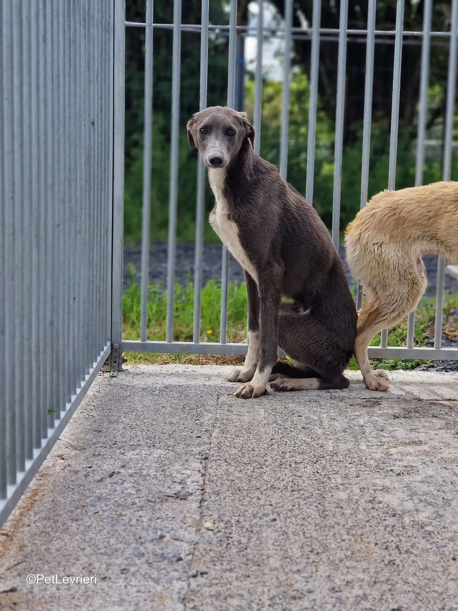 Ransom adozione greyhound 7