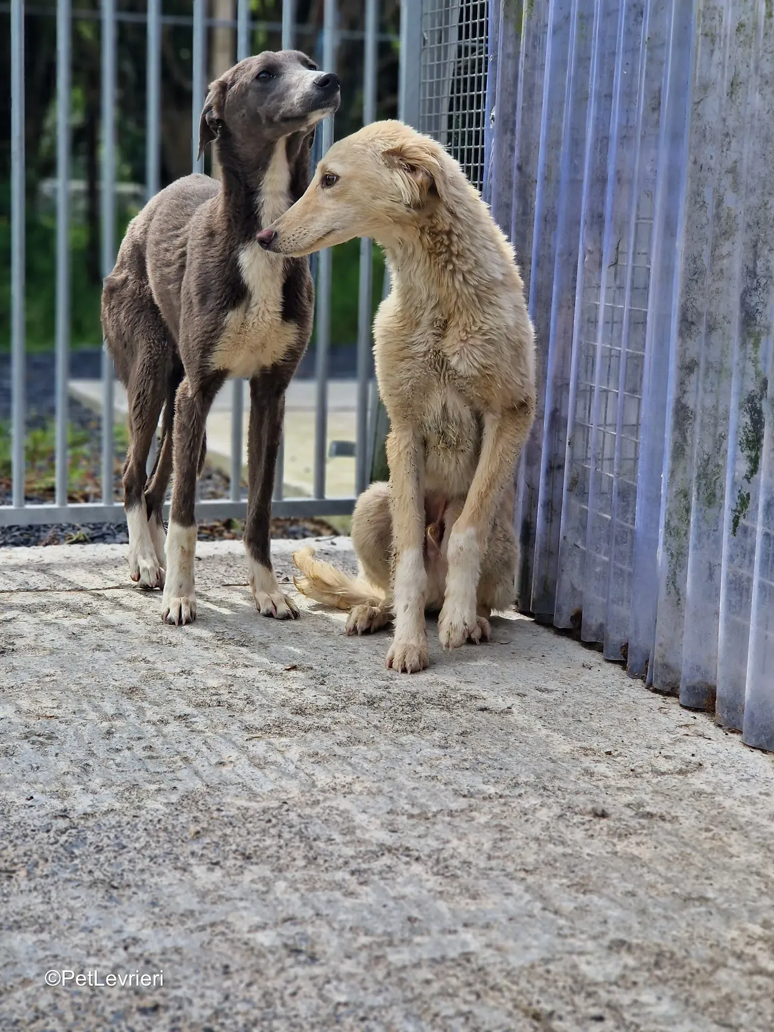 Ransom adozione greyhound 8