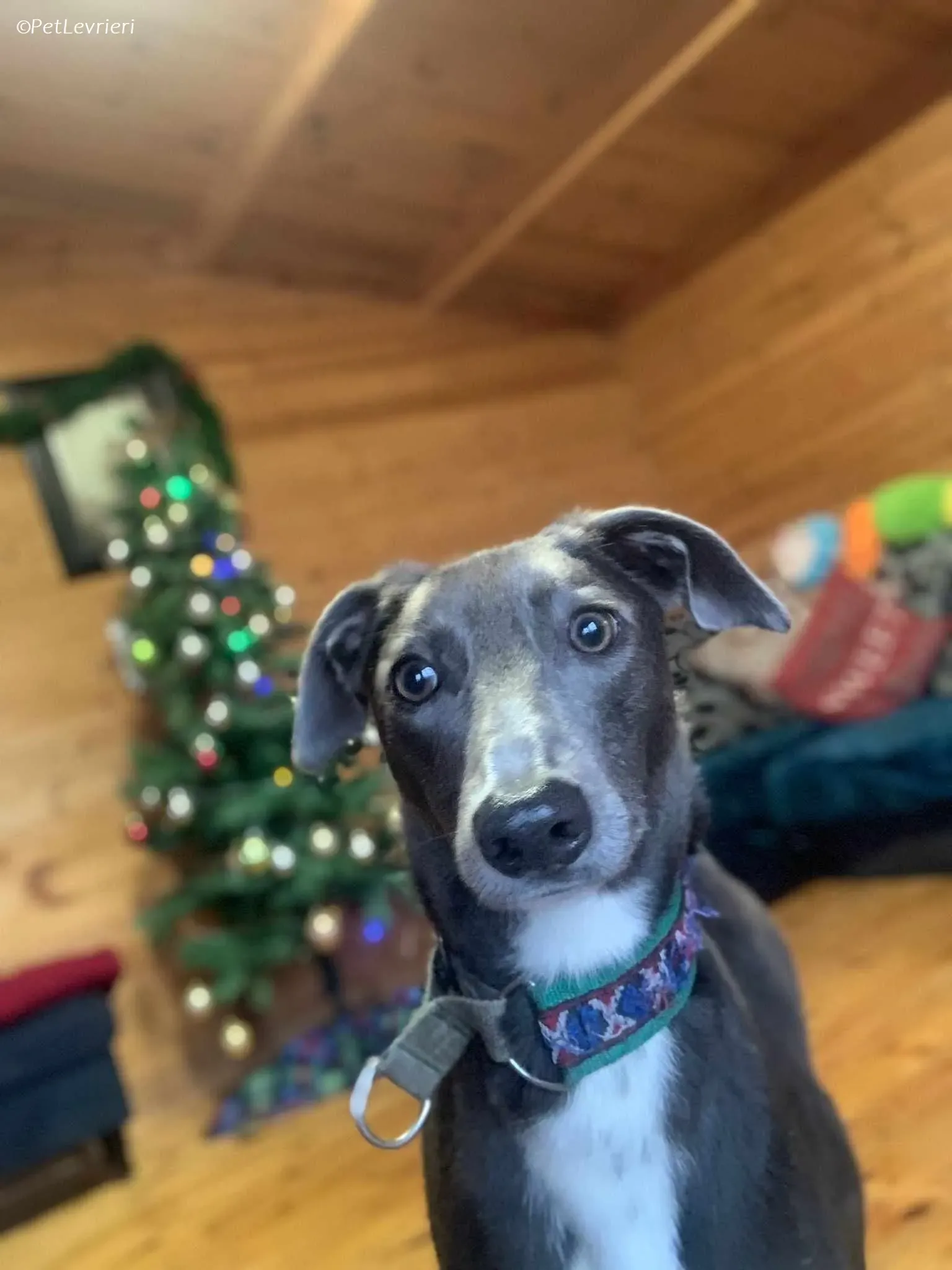 Ransom adozione levrieri greyhound 1