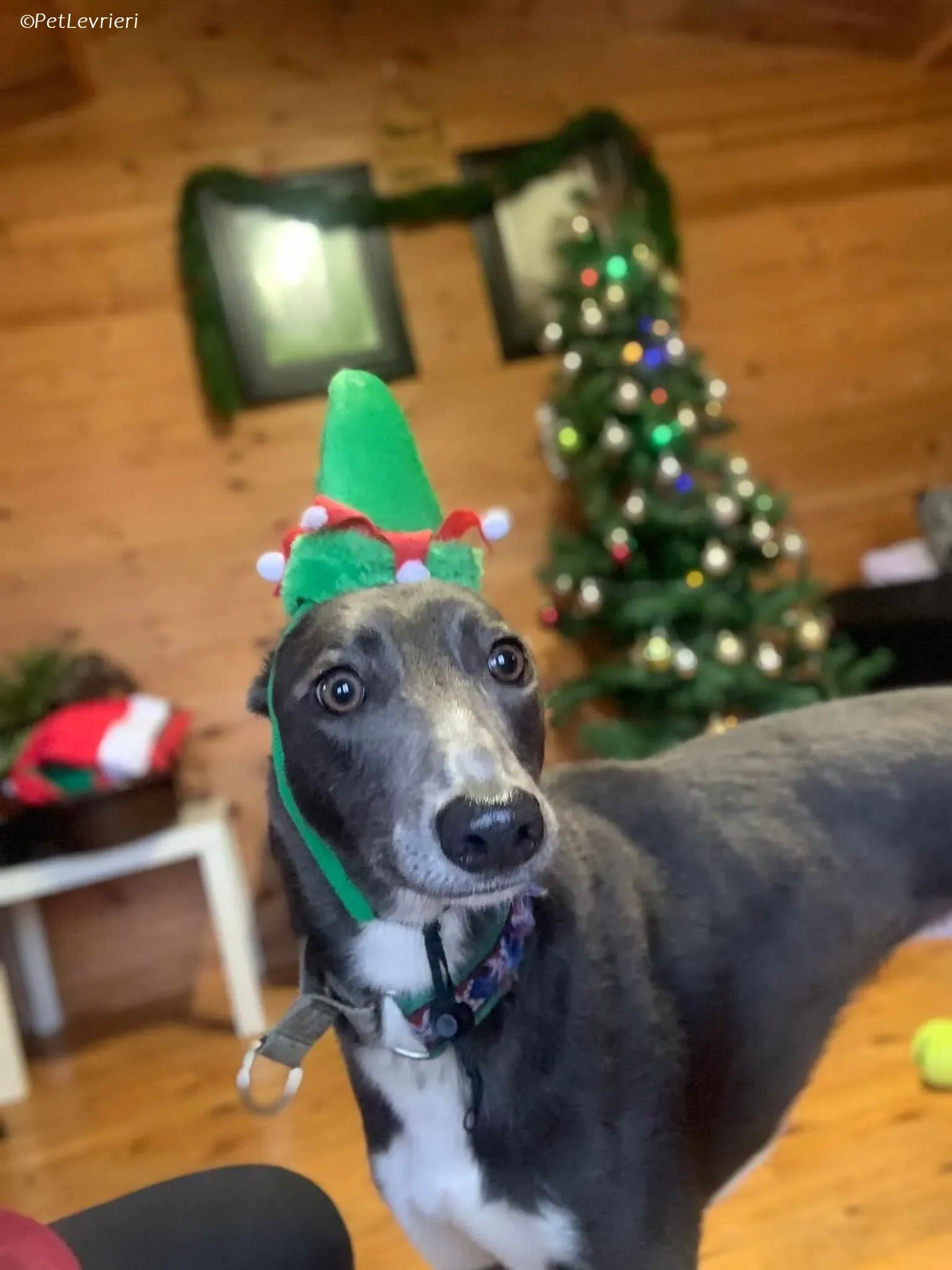 Ransom adozione levrieri greyhound 2