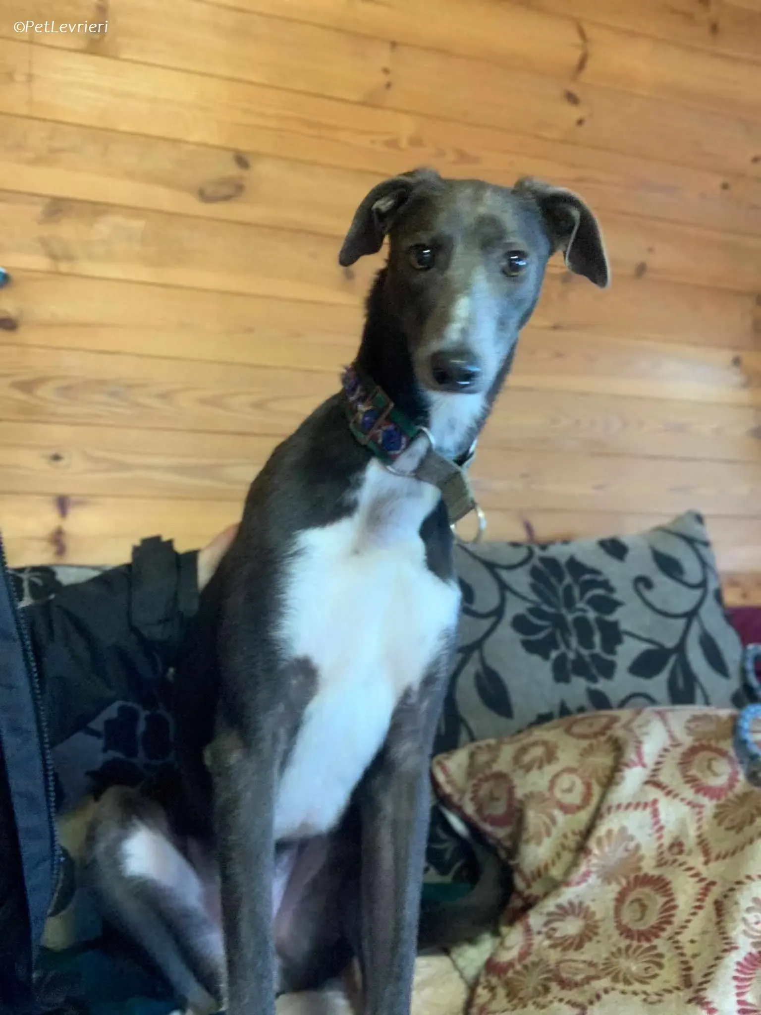 Ransom adozione levrieri greyhound 3