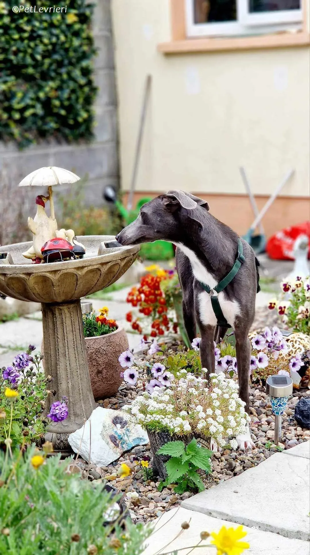 Ransom adozione levrieri greyhound 5