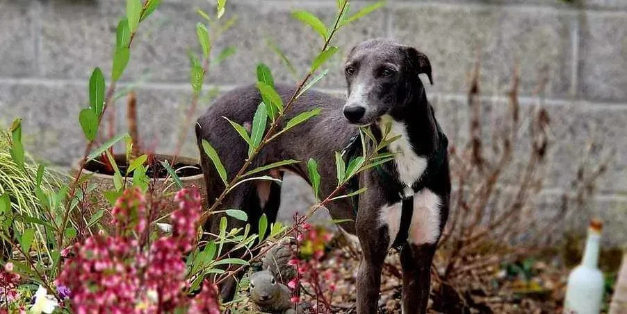 Ransom adozione levrieri greyhound 6 e1705471329428