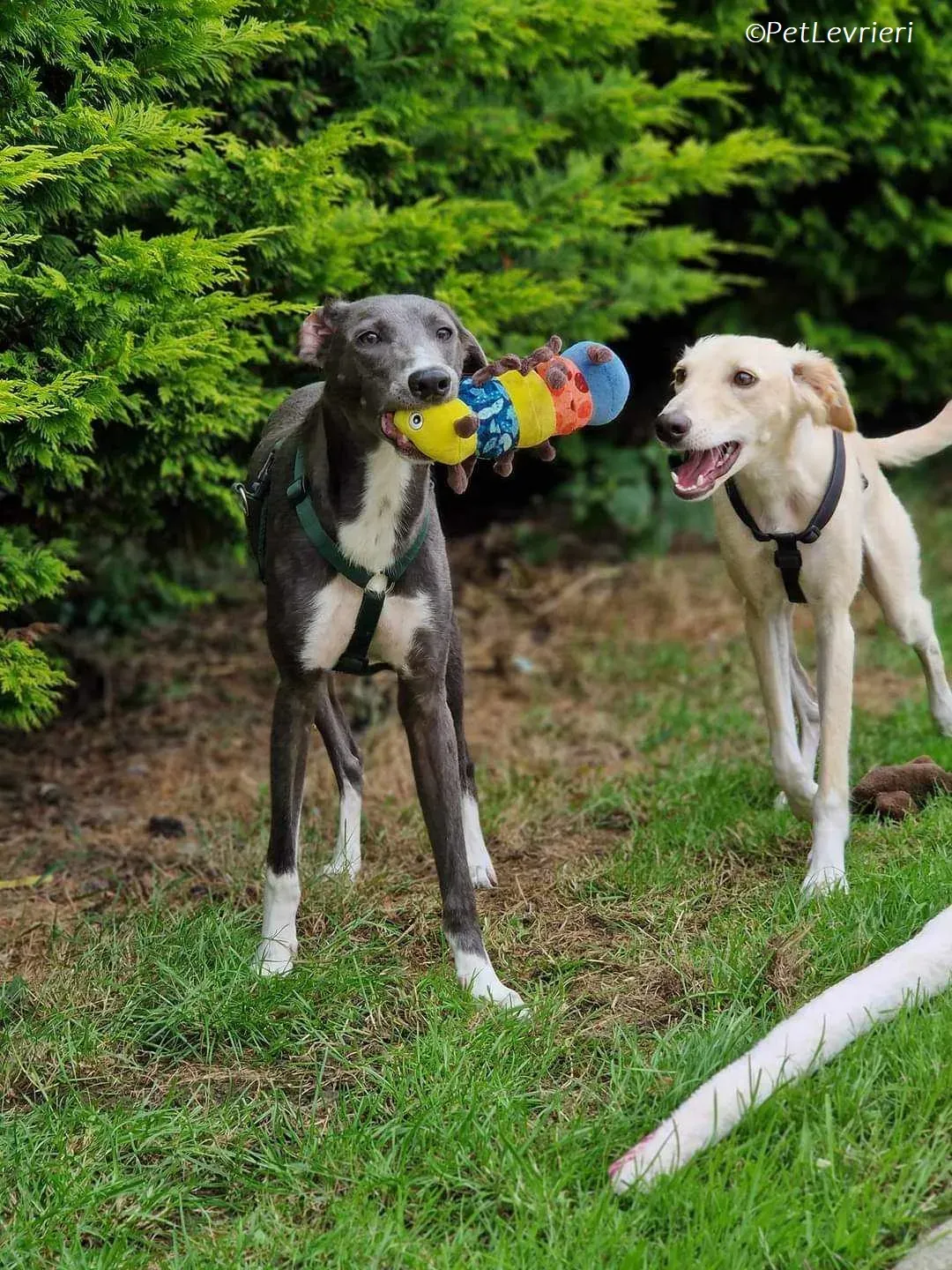 Ransom adozione levrieri greyhound 7