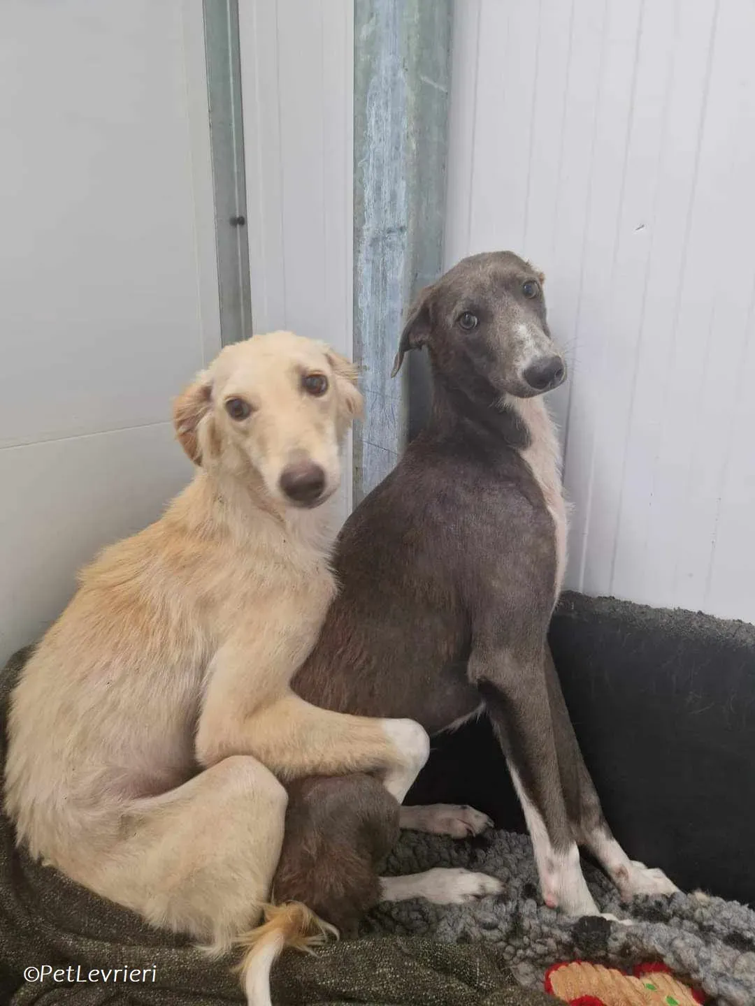 Ransom adozione levrieri greyhound 8