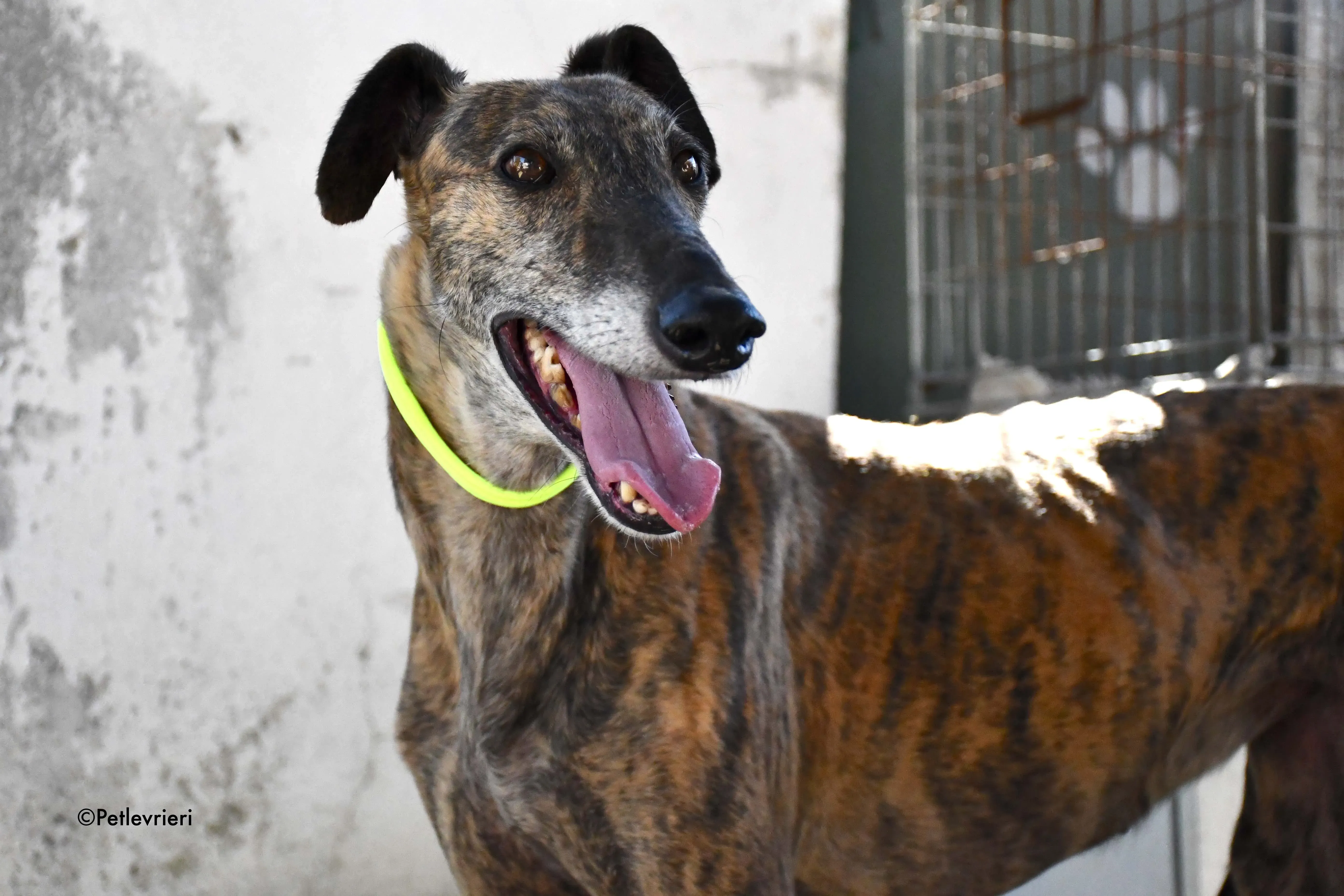 Rapida adozione levrieri galgo 2