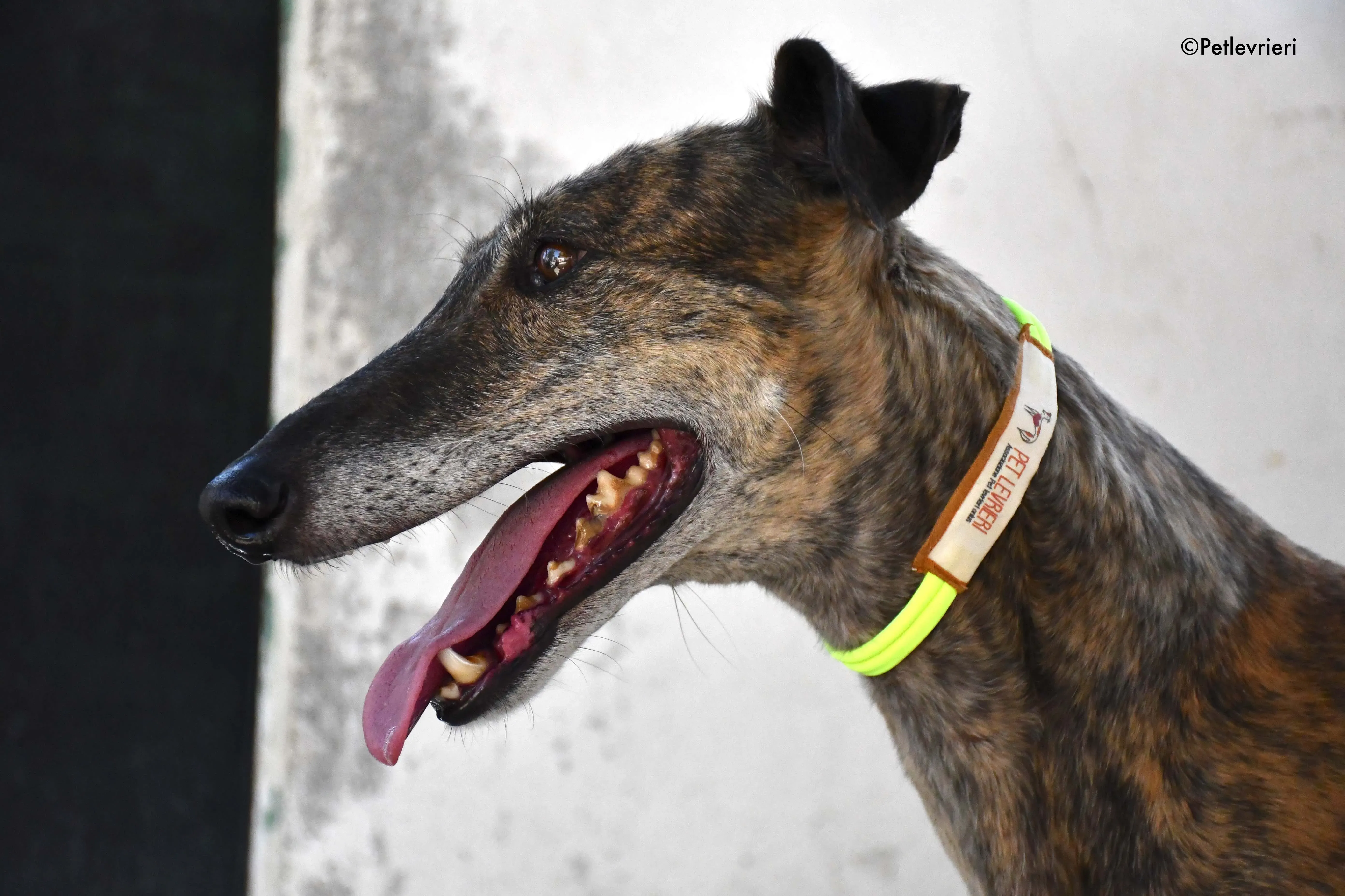 Rapida adozione levrieri galgo 4