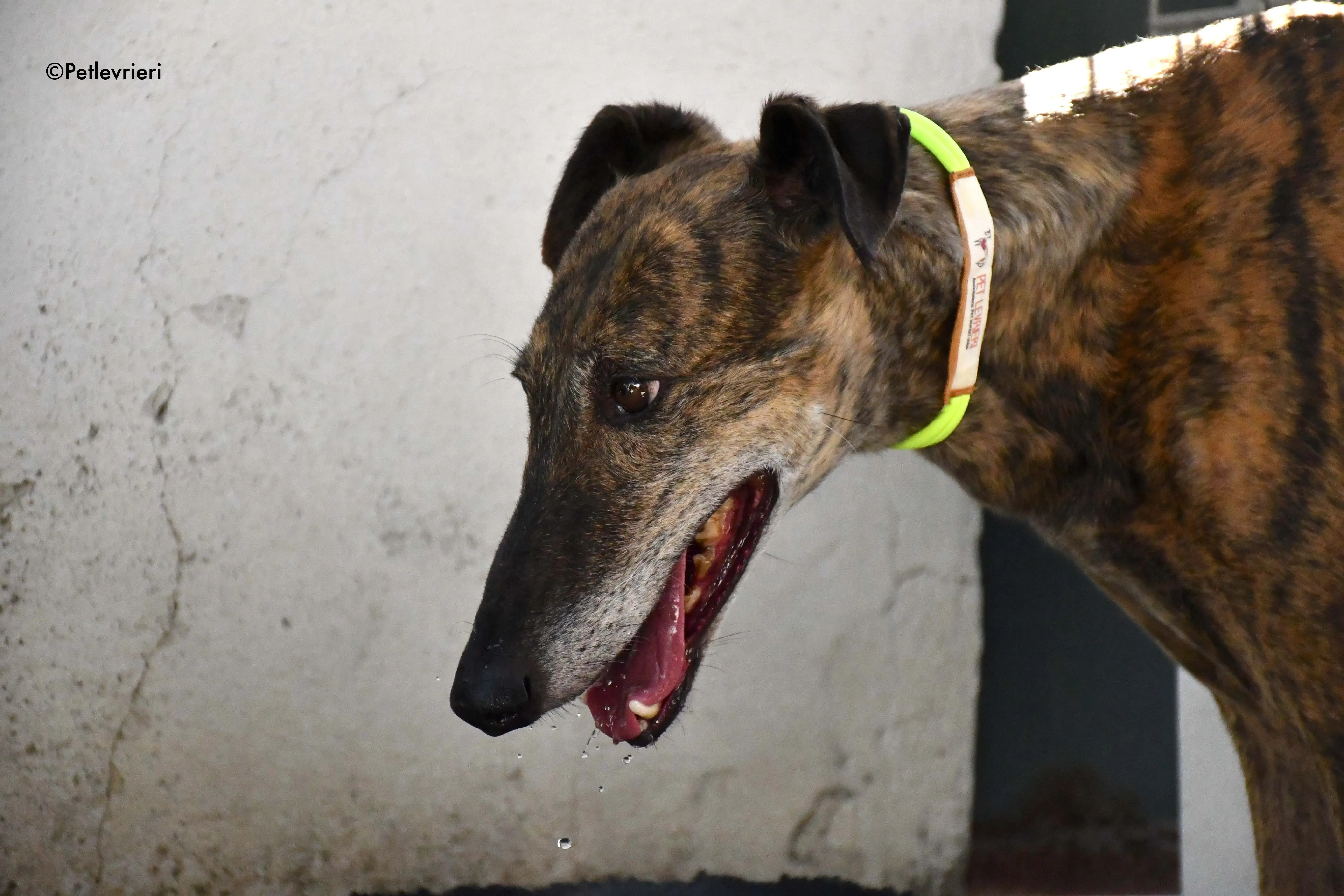 Rapida adozione levrieri galgo 6