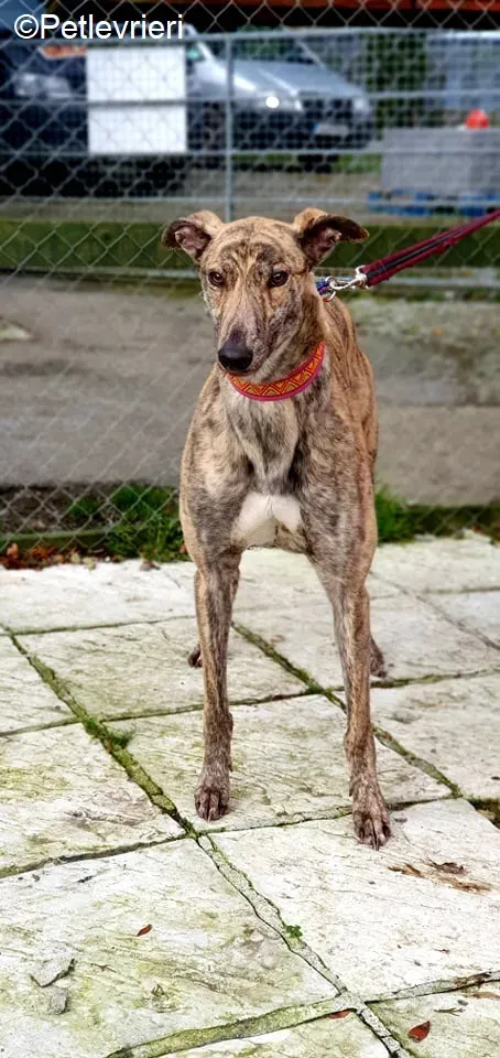 Rasford adozione levrieri greyhound 1